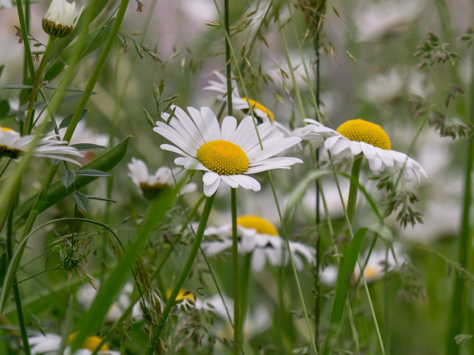 Обои трава, лето, луг, ромашки, grass, summer, meadow, chamomile разрешение 2400x1600 Загрузить