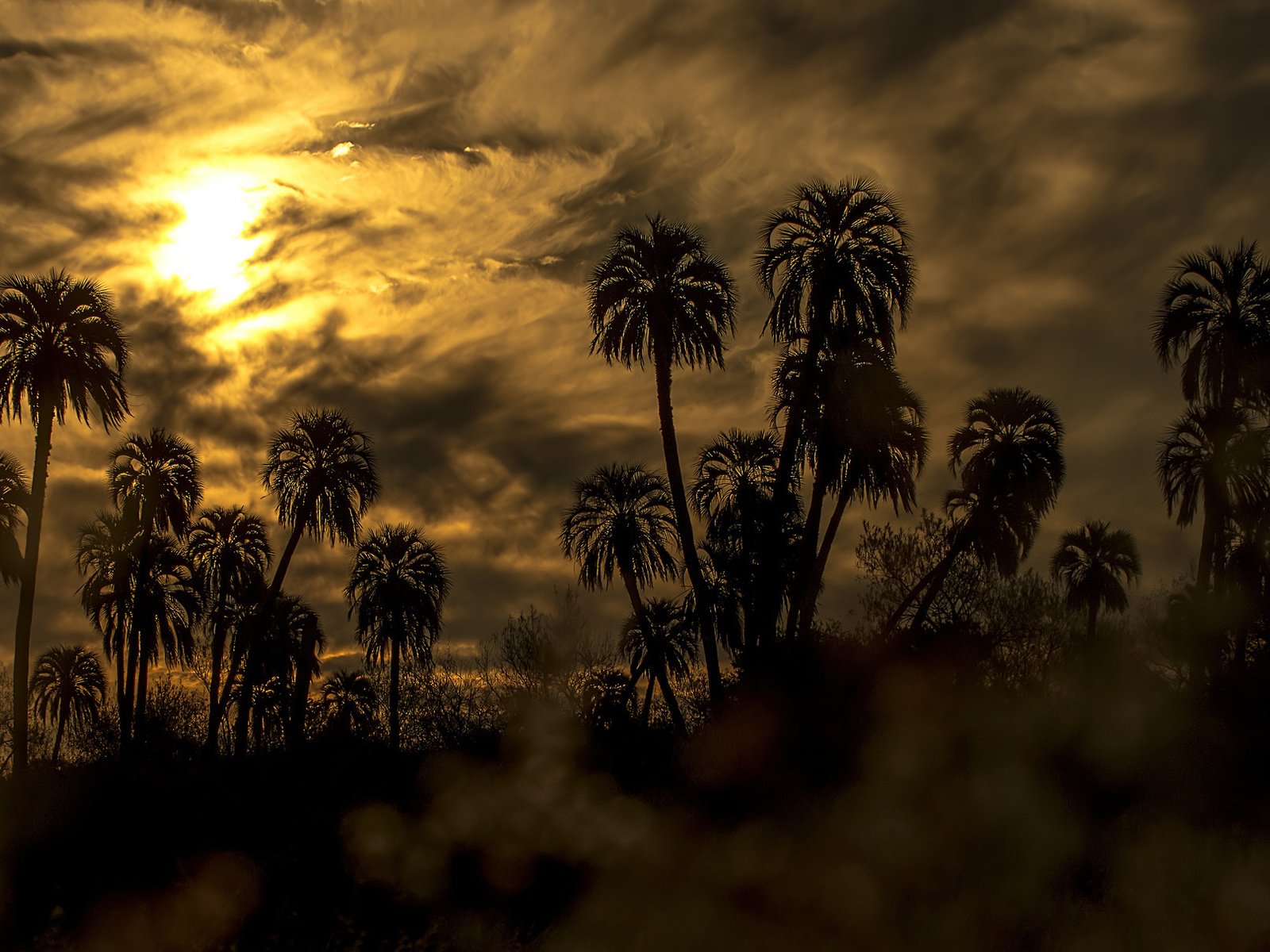 Обои небо, облака, закат, пальмы, силуэты, the sky, clouds, sunset, palm trees, silhouettes разрешение 2048x1214 Загрузить