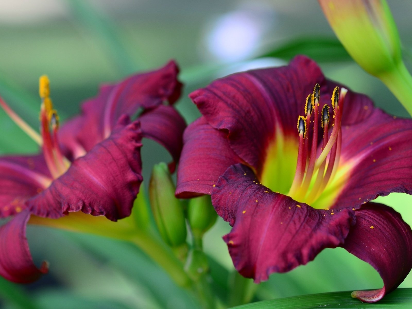 Обои лепестки, тычинки, лилия, petals, stamens, lily разрешение 2362x1329 Загрузить