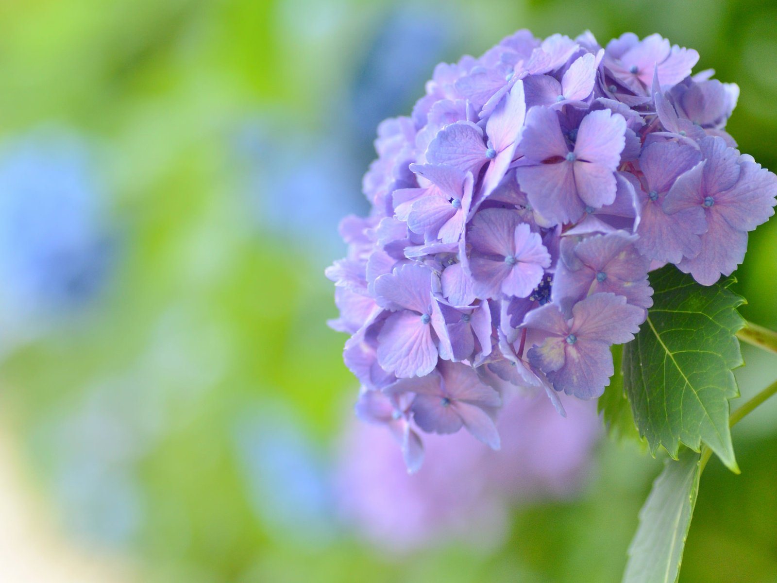 Обои макро, фон, цветок, боке, соцветие, гортензия, macro, background, flower, bokeh, inflorescence, hydrangea разрешение 2048x1356 Загрузить