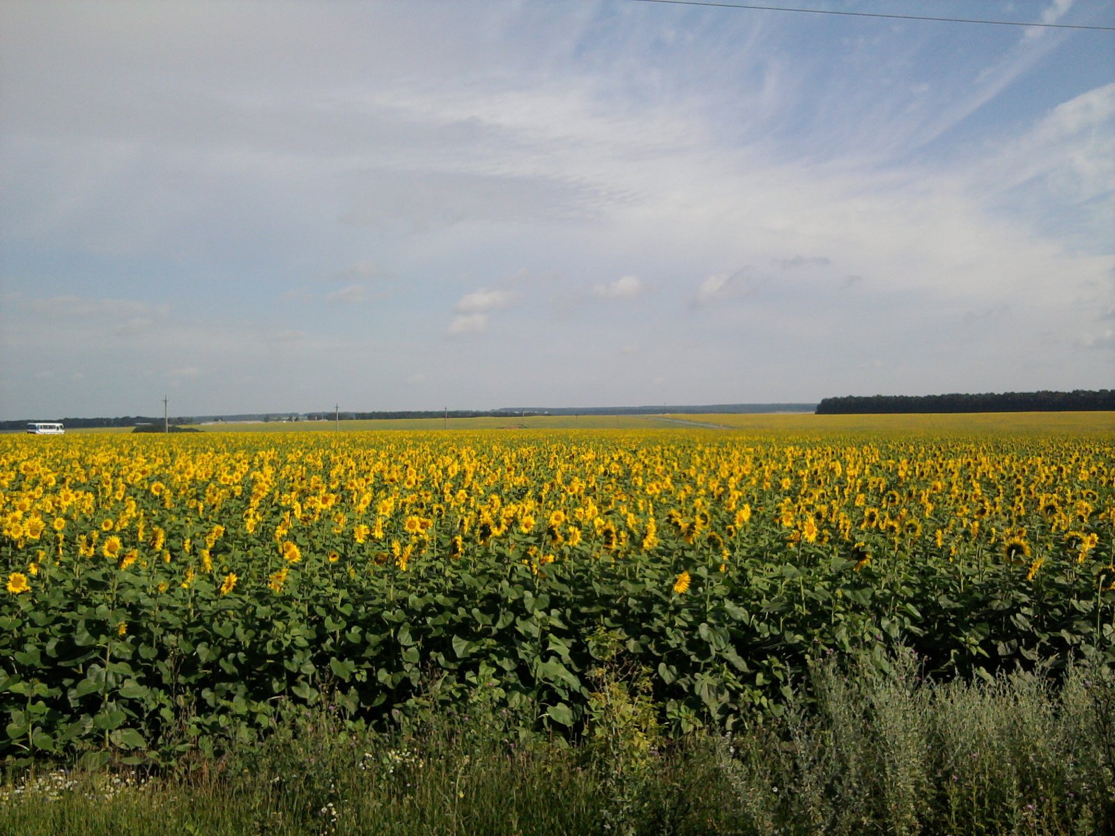 Обои солнце, поле, лето, подсолнуха, the sun, field, summer, sunflower разрешение 2048x1536 Загрузить