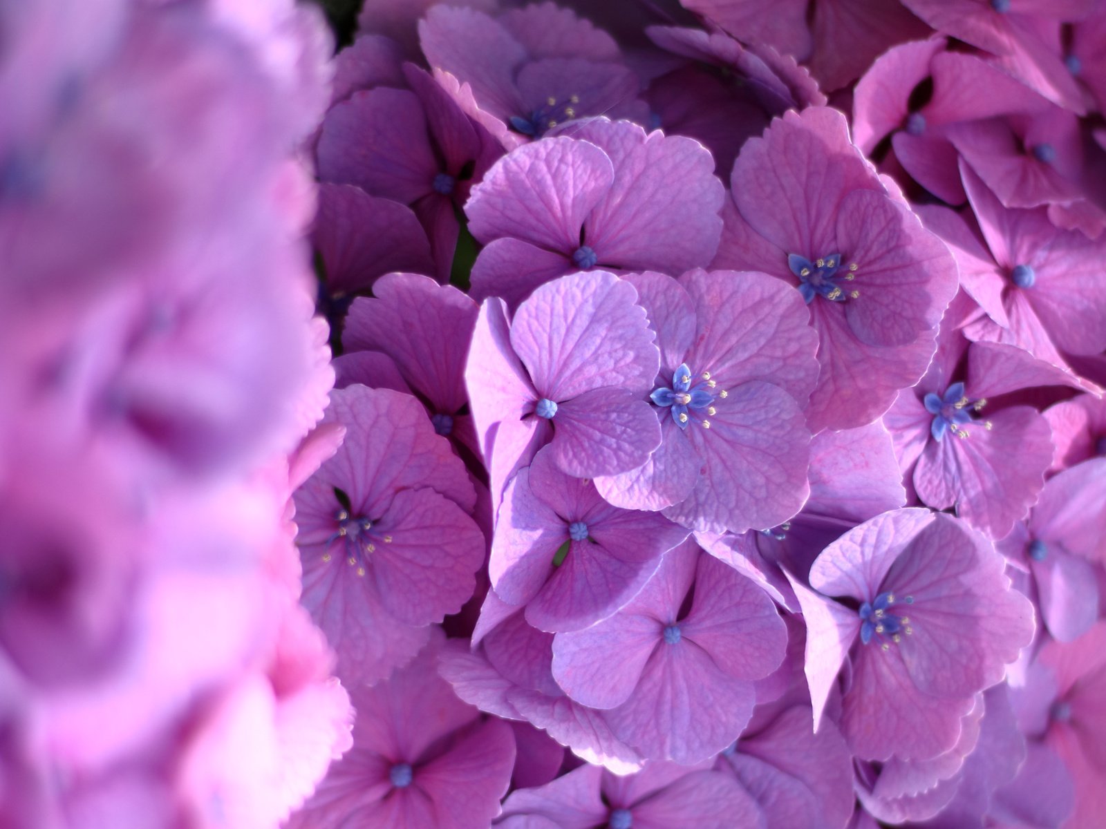 Обои макро, цветки, гортензия, macro, flowers, hydrangea разрешение 4000x3200 Загрузить