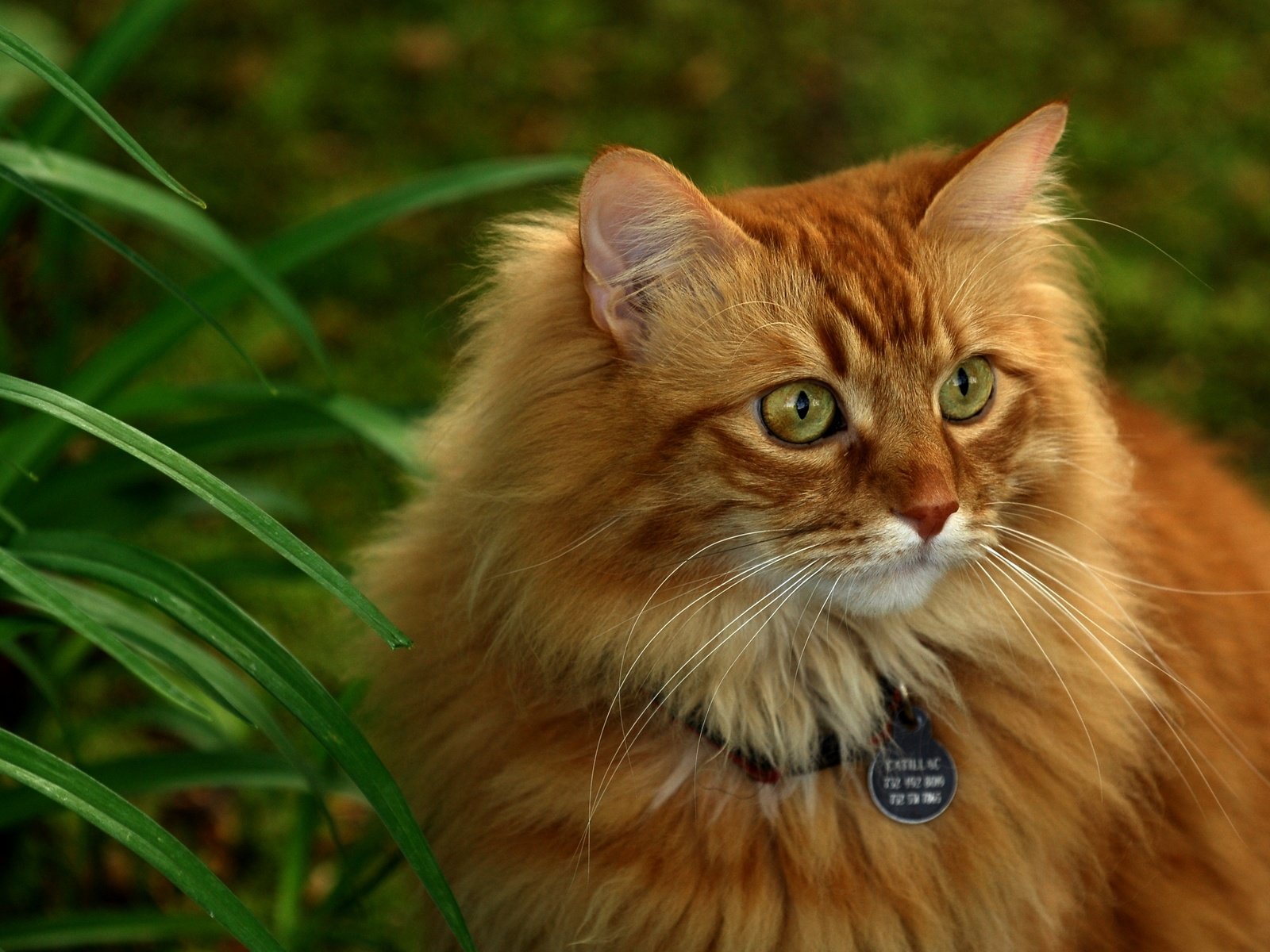 Обои трава, кот, мордочка, взгляд, пушистый, ошейник, рыжий, grass, cat, muzzle, look, fluffy, collar, red разрешение 3872x2592 Загрузить