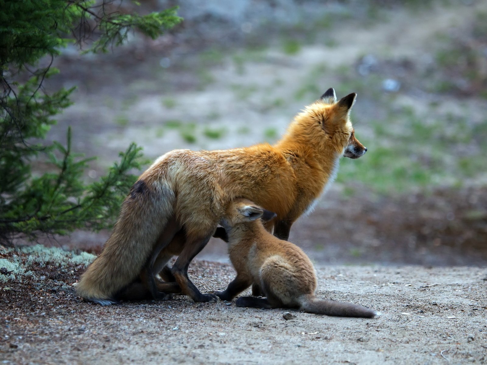 Обои природа, фон, лиса, детеныш, лисенок, лисы, nature, background, fox, cub разрешение 2048x1404 Загрузить