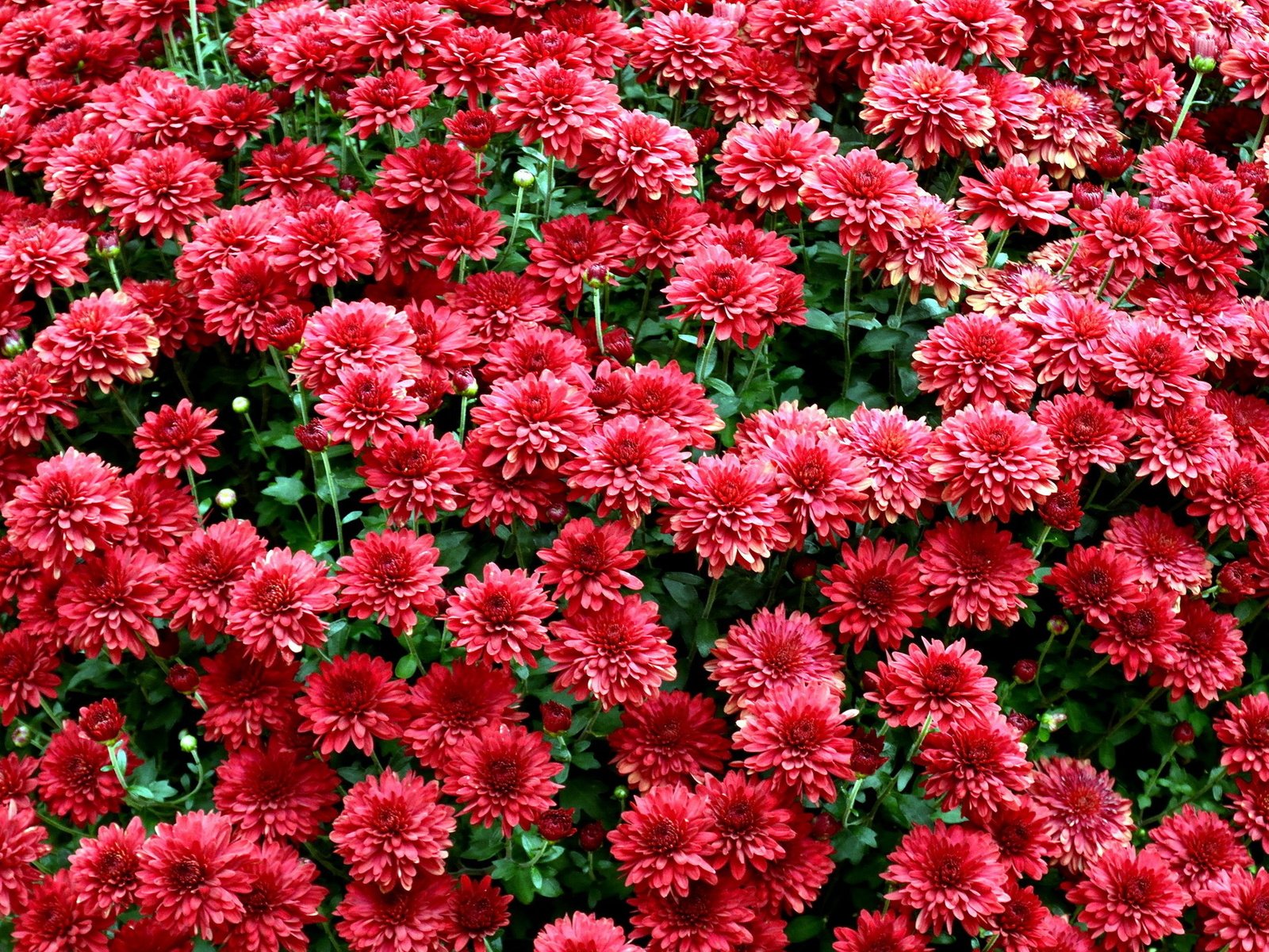 Обои цветы, красные, куст, хризантемы, flowers, red, bush, chrysanthemum разрешение 1920x1401 Загрузить