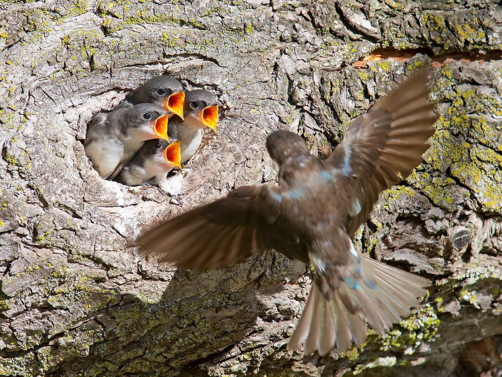 Обои природа, птицы, ласточки, nature, birds, swallows разрешение 1920x1291 Загрузить