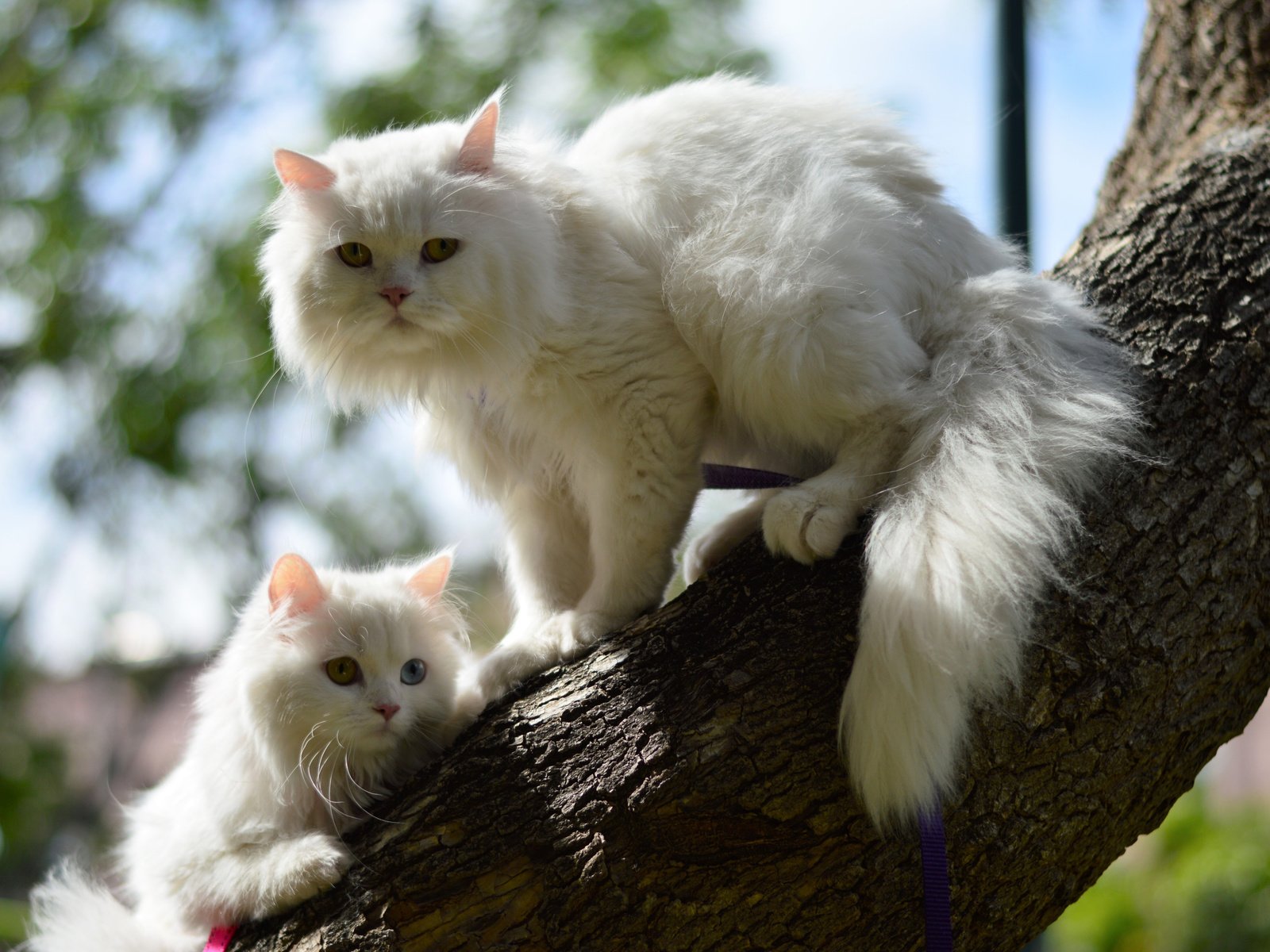 Обои дерево, кошка, котенок, кошки, tree, cat, kitty, cats разрешение 4905x3261 Загрузить