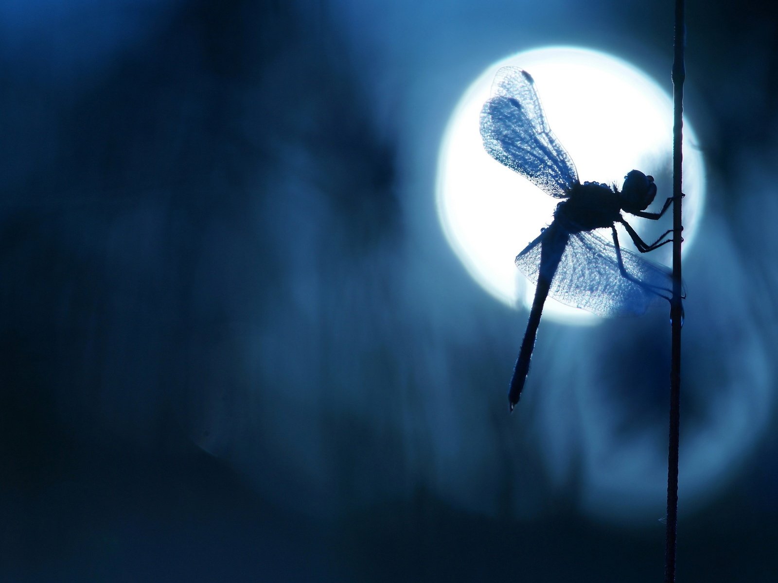 Обои ночь, боке, макро, стебелёк, насекомое, крылья, блики, размытость, стрекоза, силуэт, night, bokeh, macro, stem, insect, wings, glare, blur, dragonfly, silhouette разрешение 2880x1620 Загрузить