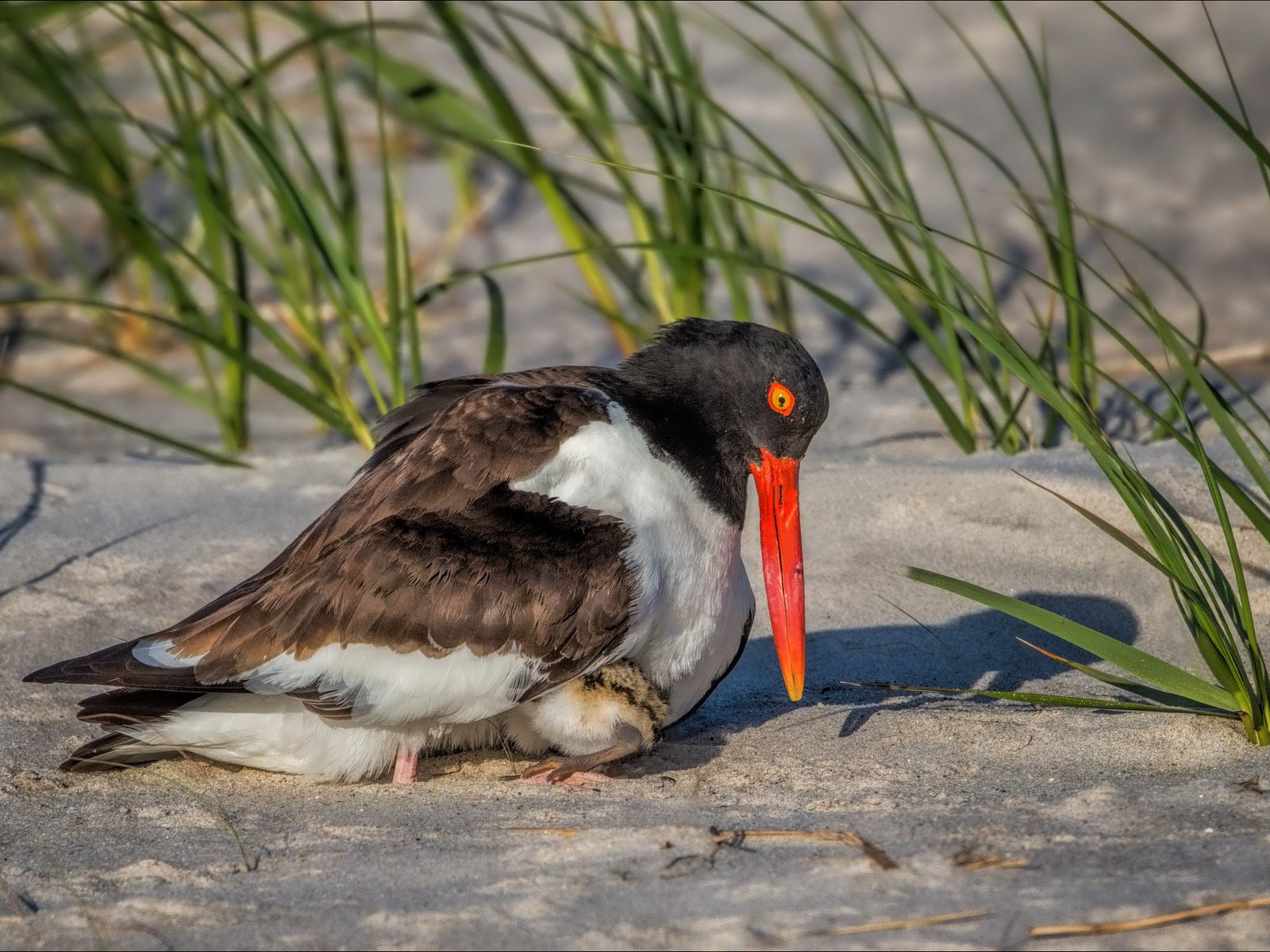 Обои трава, снег, песок, птица, клюв, кулик-сорока, grass, snow, sand, bird, beak, oystercatcher разрешение 2622x1577 Загрузить