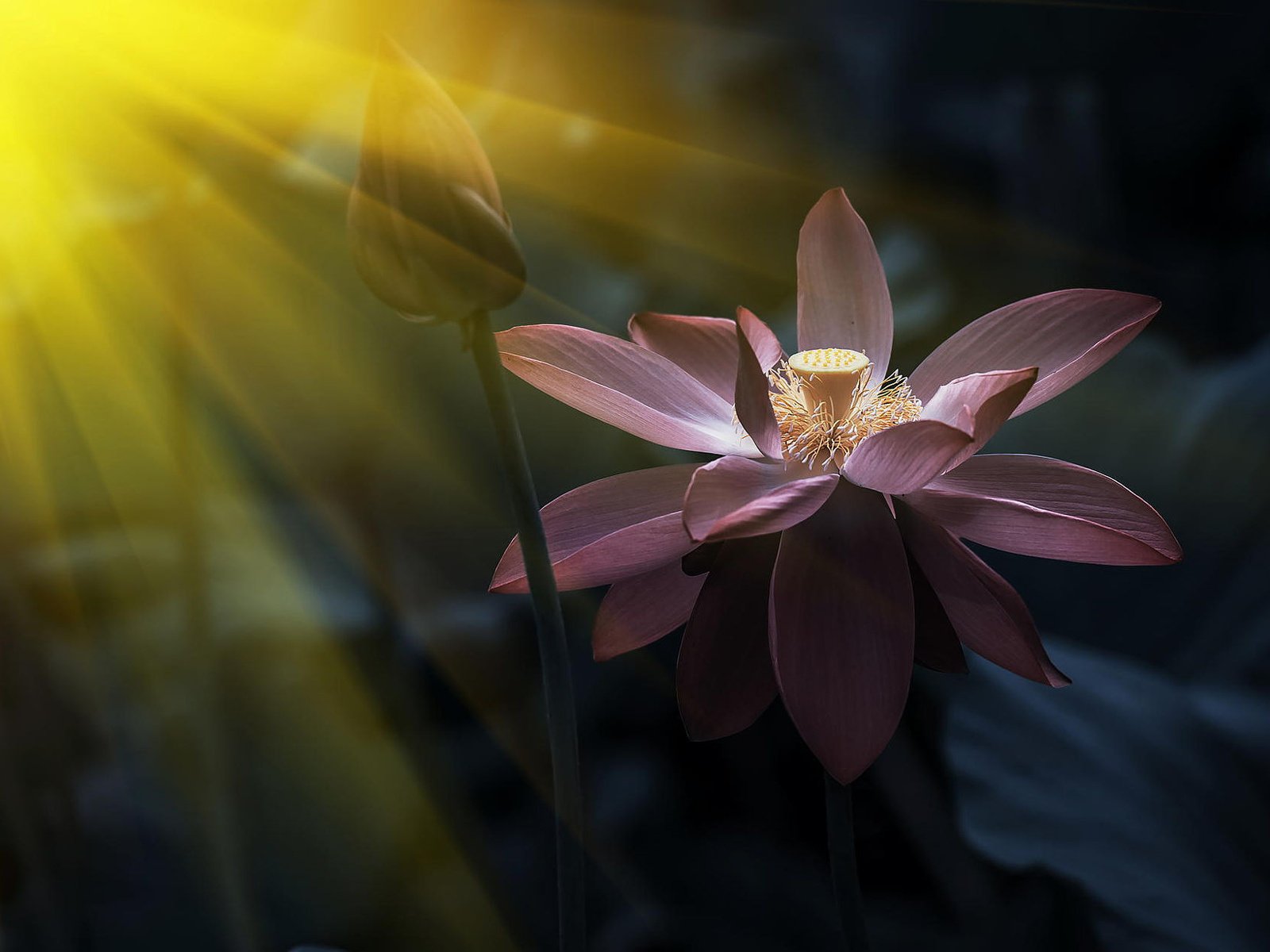 Обои природа, лотос, солнечный свет, розовый лотос, nature, lotus, sunlight, pink lotus разрешение 1920x1200 Загрузить