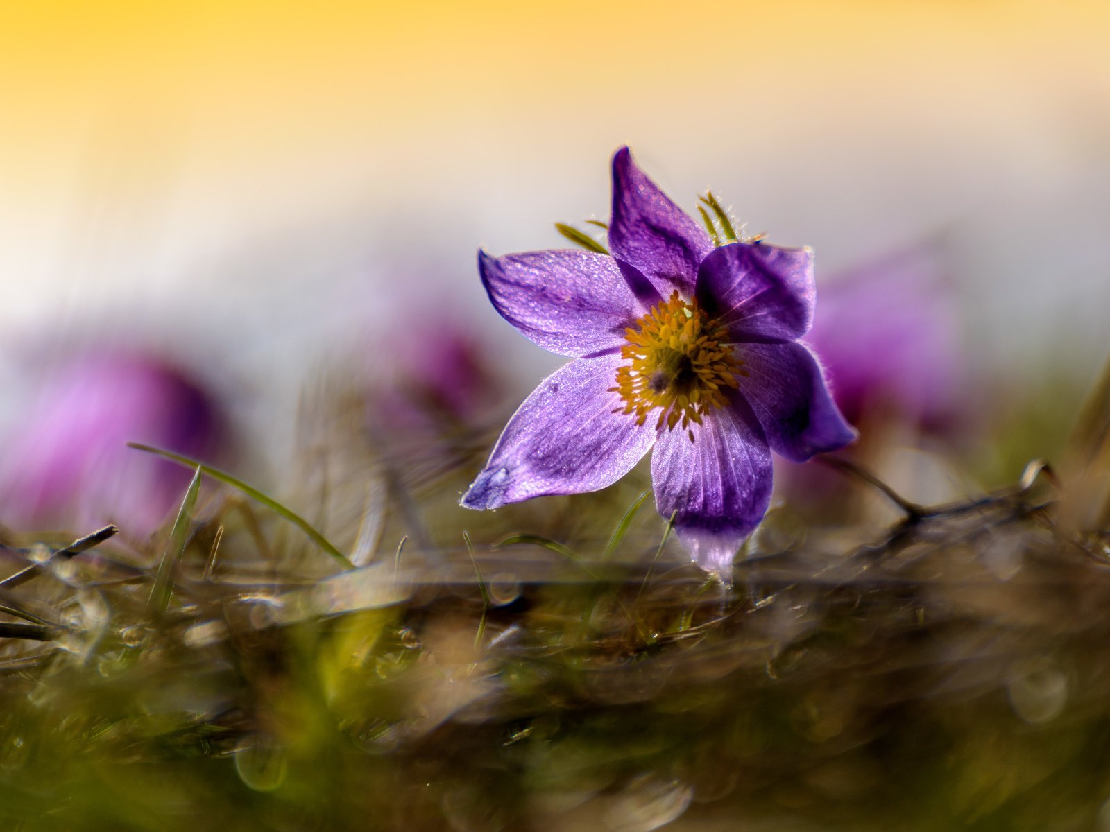 Обои цветы, природа, фон, сон-трава, flowers, nature, background, sleep-grass разрешение 5019x3426 Загрузить