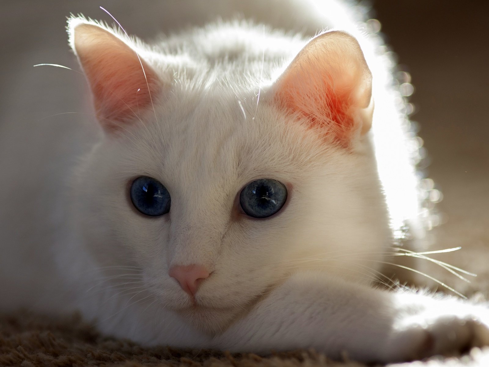 Обои кот, усы, кошка, белая кошка, cat, mustache, white cat разрешение 3000x2000 Загрузить