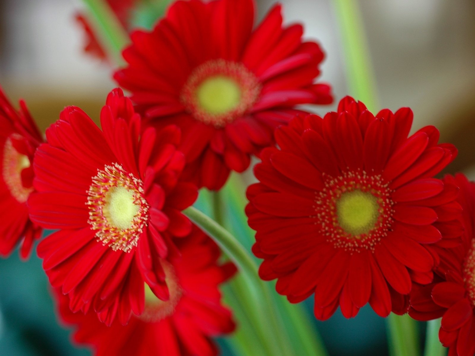 Обои цветы, лепестки, герберы, flowers, petals, gerbera разрешение 2406x1600 Загрузить