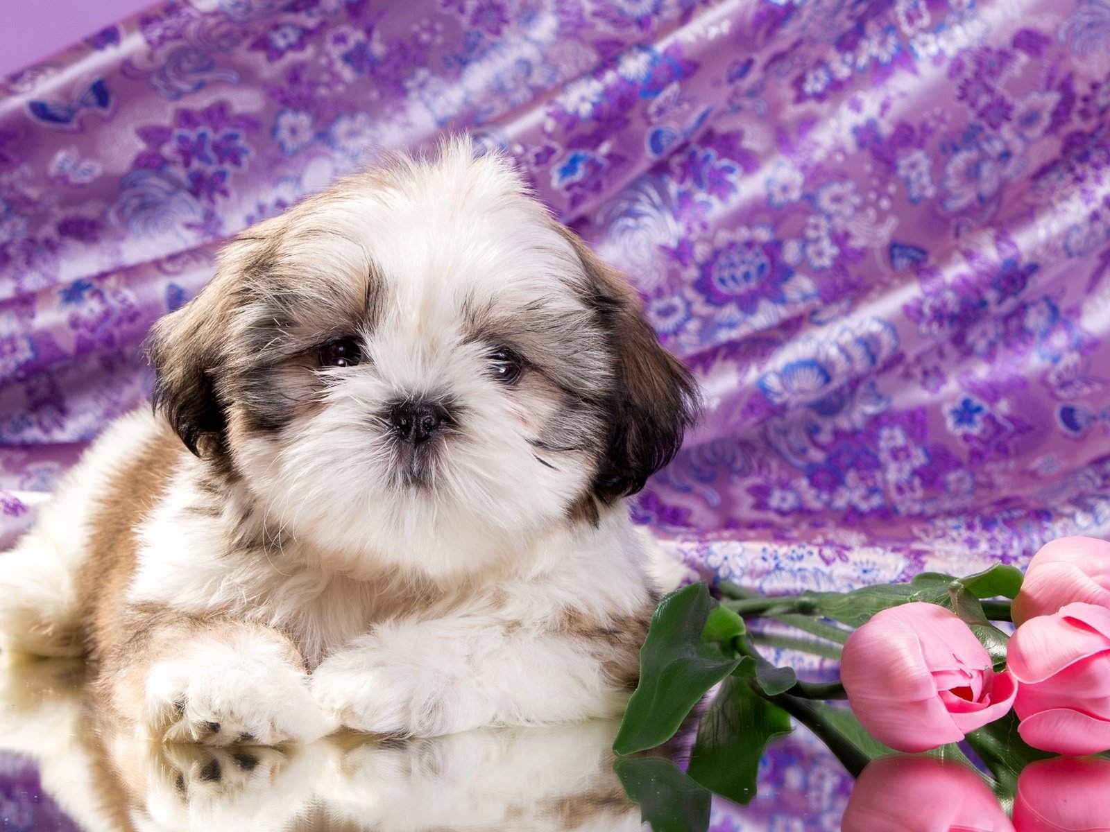 Обои цветы, щенок, ши-тцу, flowers, puppy, shih tzu разрешение 2400x1521 Загрузить