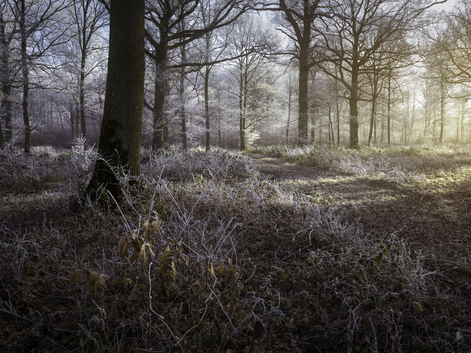 Обои деревья, природа, лес, иней, trees, nature, forest, frost разрешение 2880x1920 Загрузить