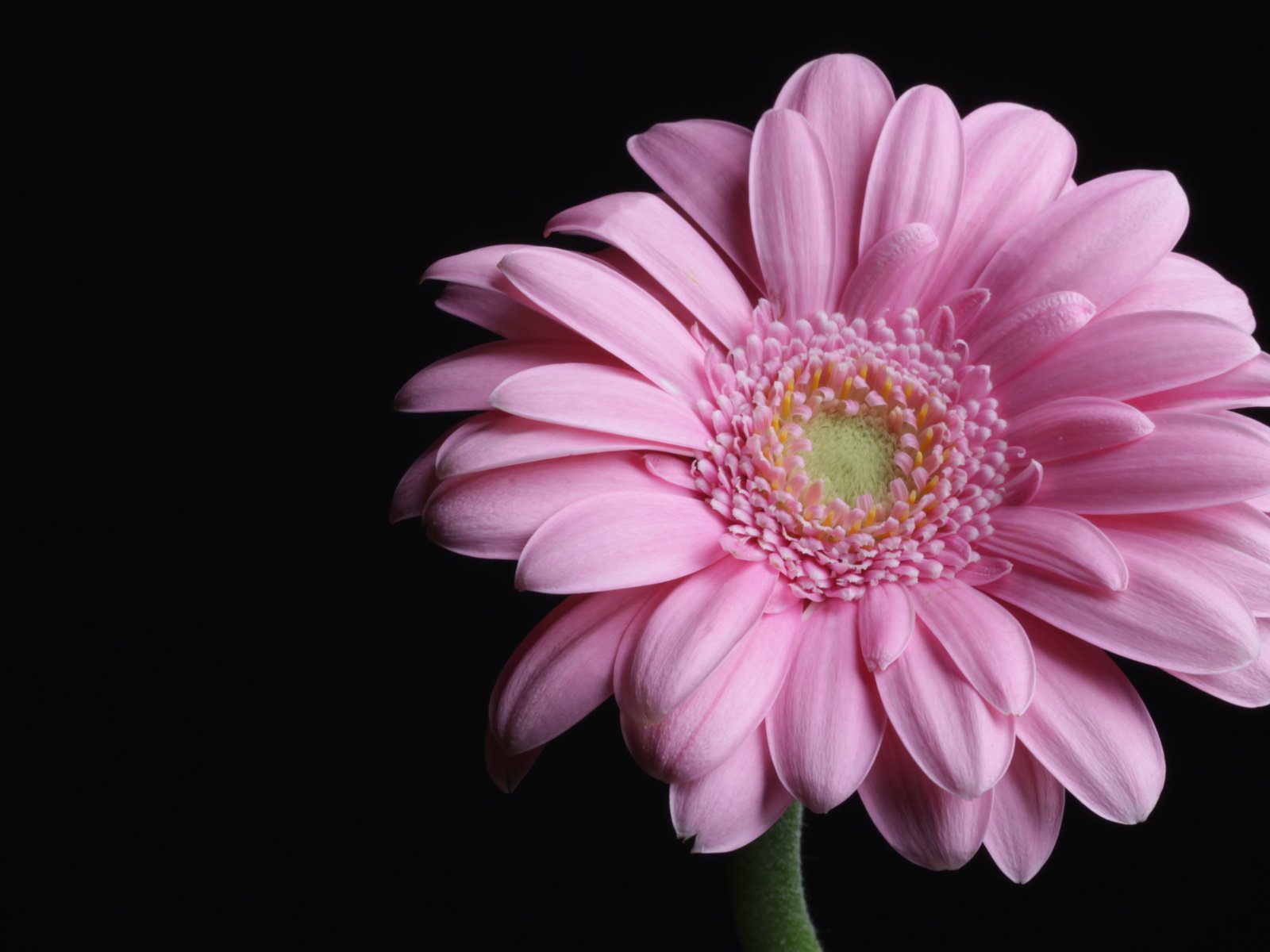 Обои макро, розовая, гербера, пинк, macro, pink, gerbera разрешение 4752x3168 Загрузить