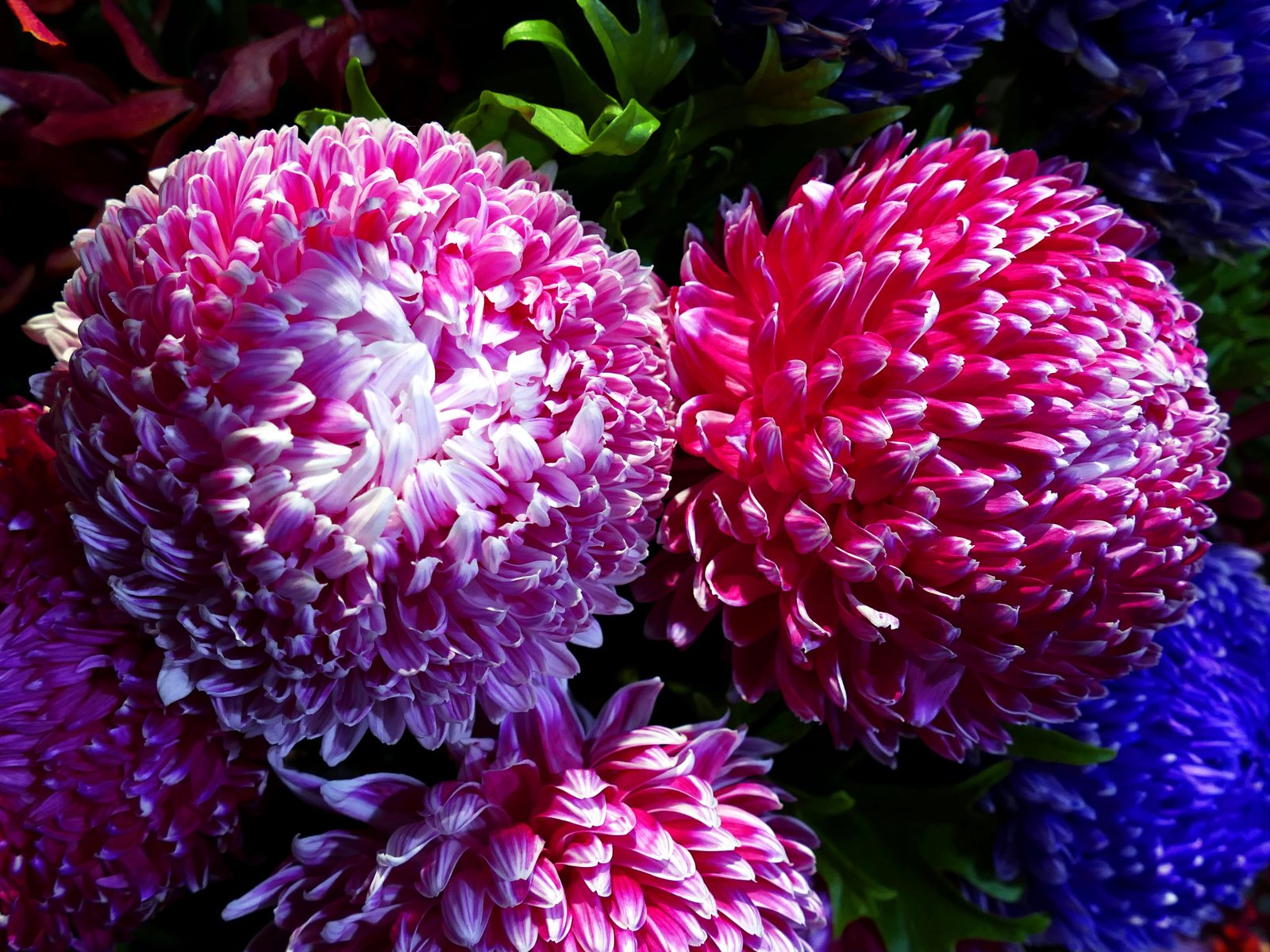 Обои свет, макро, хризантемы, chrysanthemums, light, macro, chrysanthemum разрешение 5472x3648 Загрузить