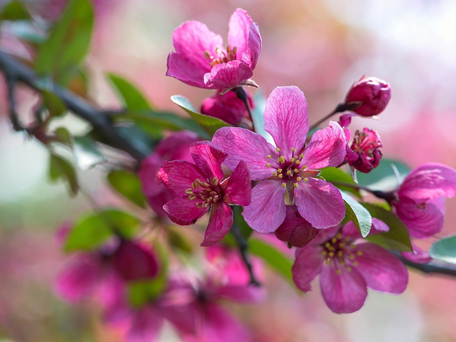 Обои ветка, макро, розовый, яблоня, branch, macro, pink, apple разрешение 2048x1367 Загрузить