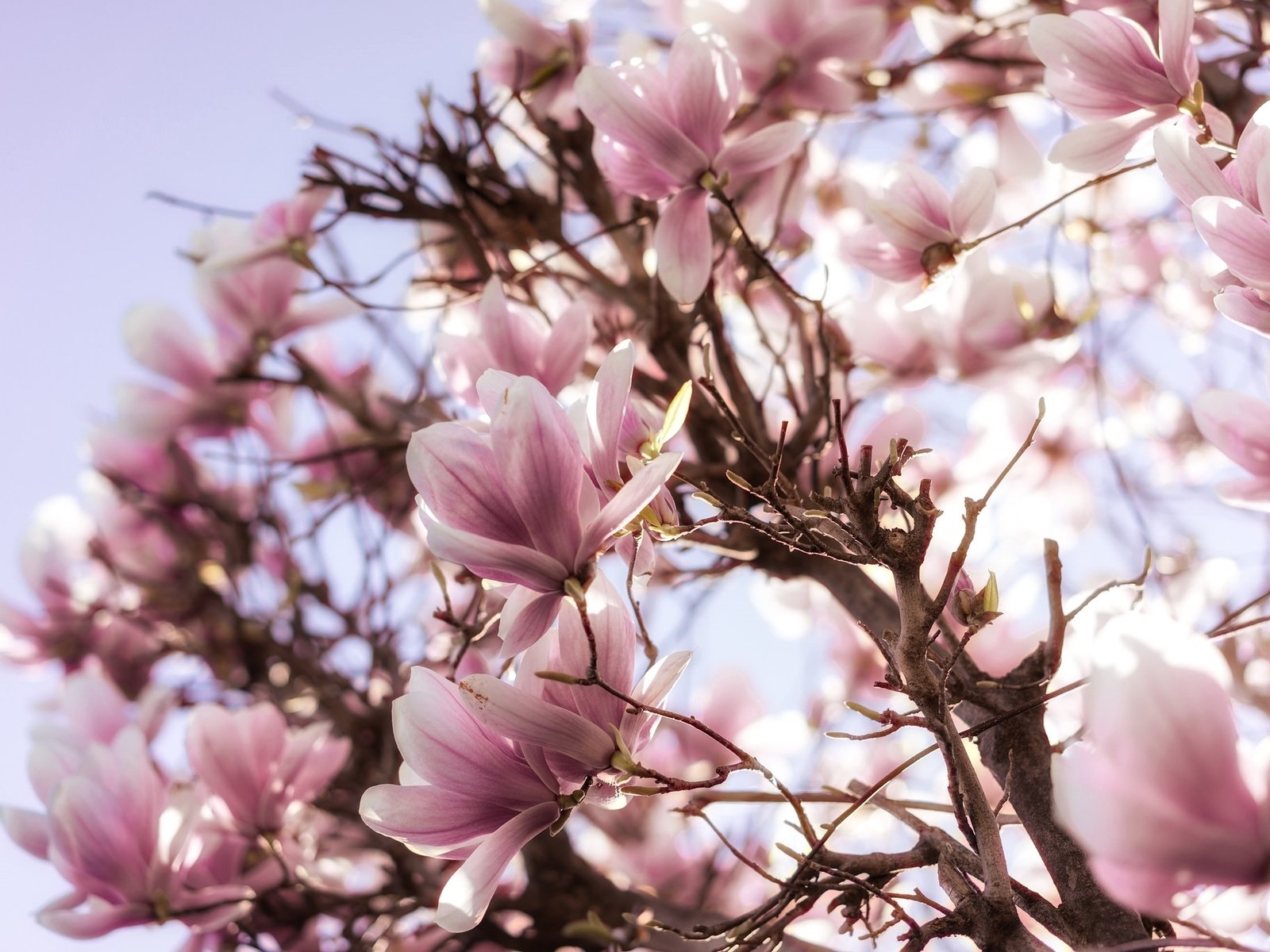 Обои цветы, дерево, цветение, весна, розовые, магнолия, flowers, tree, flowering, spring, pink, magnolia разрешение 2048x1367 Загрузить