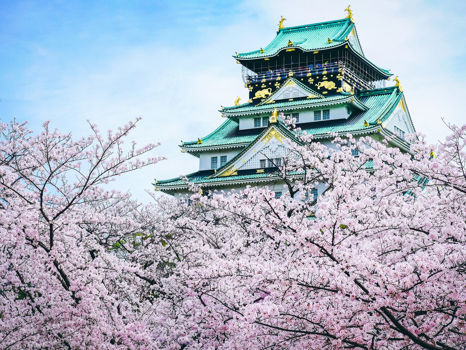 Обои замок, пагода, япония, сакура, castle, pagoda, japan, sakura разрешение 2048x1365 Загрузить