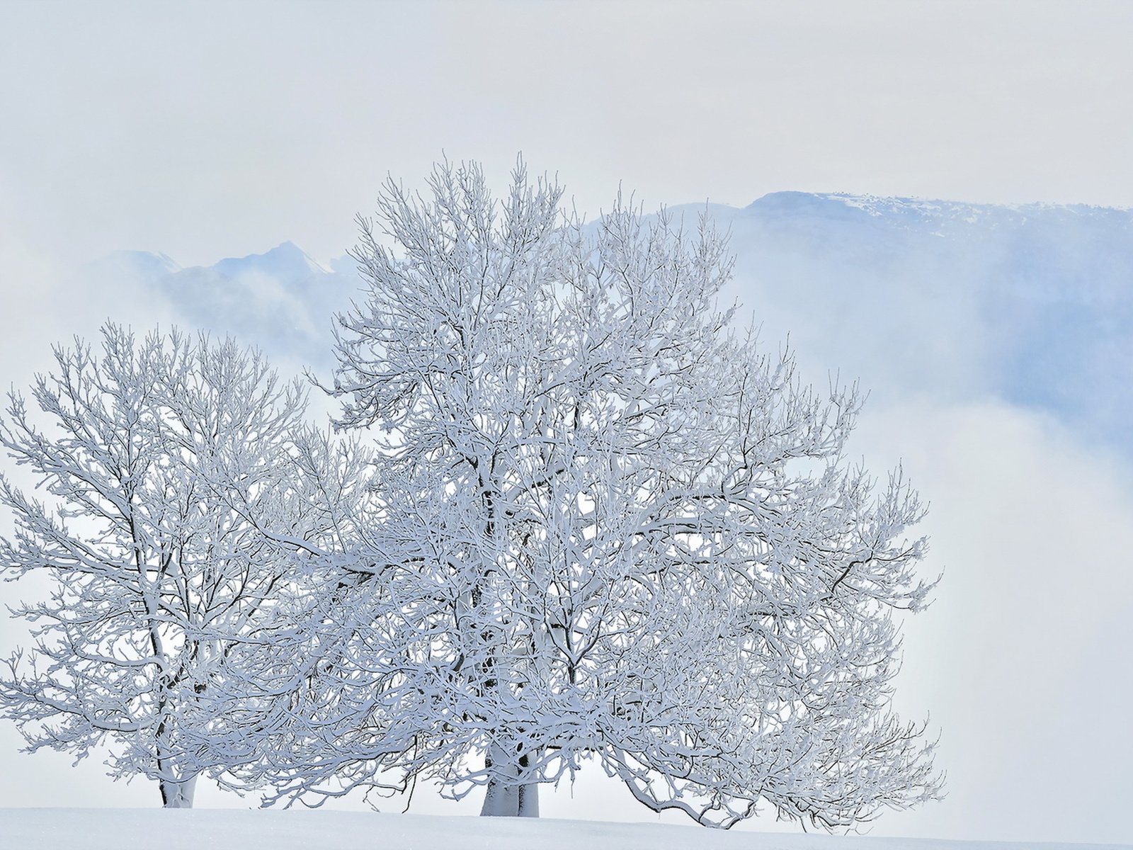 Обои деревья, горы, снег, зима, trees, mountains, snow, winter разрешение 1920x1214 Загрузить