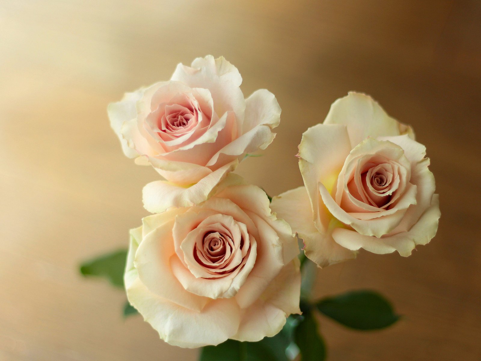 Розе трио. Фон розы нежные. Светло розовые цветы. Шикарные букеты чайных роз.