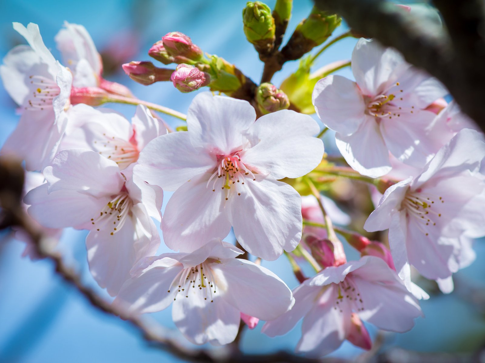 Обои цветение, макро, весна, вишня, сакура, почки, цветки, flowering, macro, spring, cherry, sakura, kidney, flowers разрешение 2048x1365 Загрузить