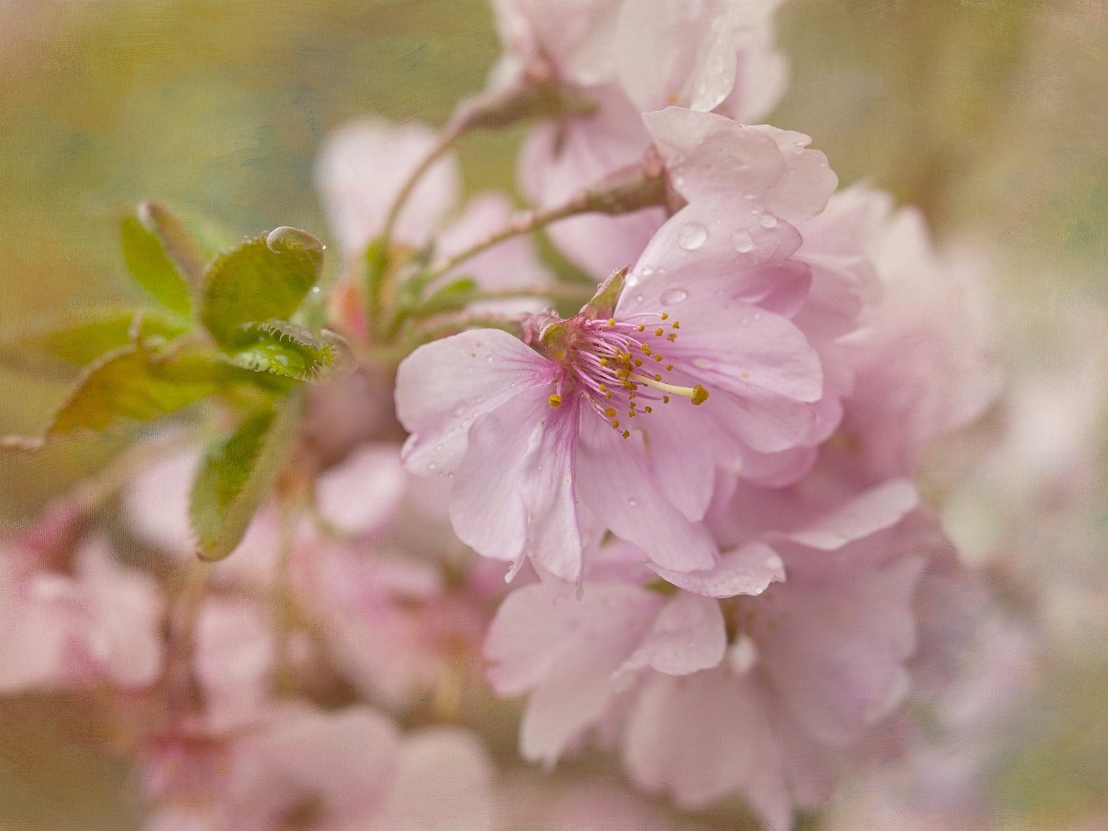 Обои цветение, текстура, макро, вишня, сакура, цветки, flowering, texture, macro, cherry, sakura, flowers разрешение 2048x1365 Загрузить