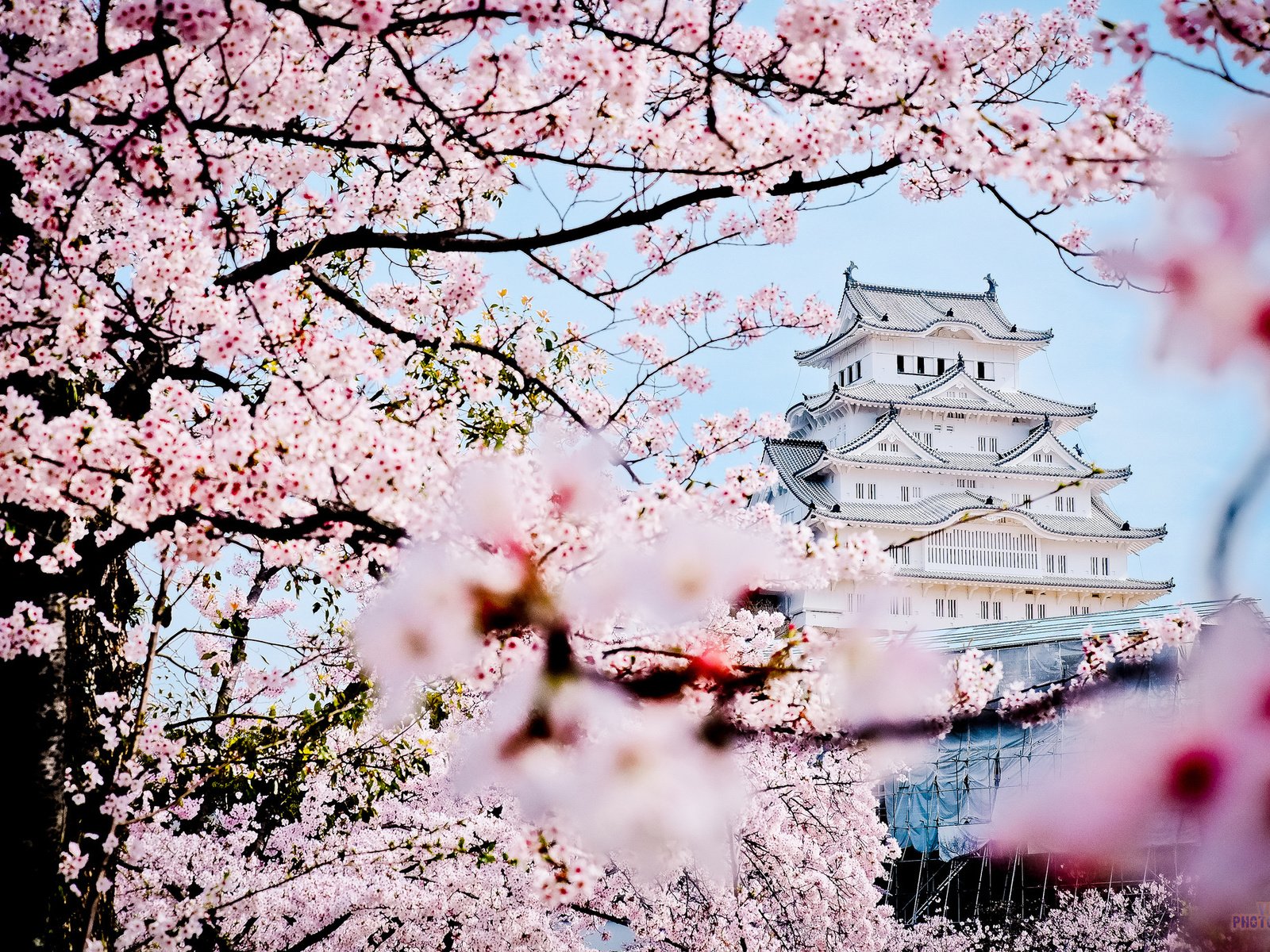 Обои замок, пагода, япония, весна, дворец, сакура, castle, pagoda, japan, spring, palace, sakura разрешение 2048x1365 Загрузить