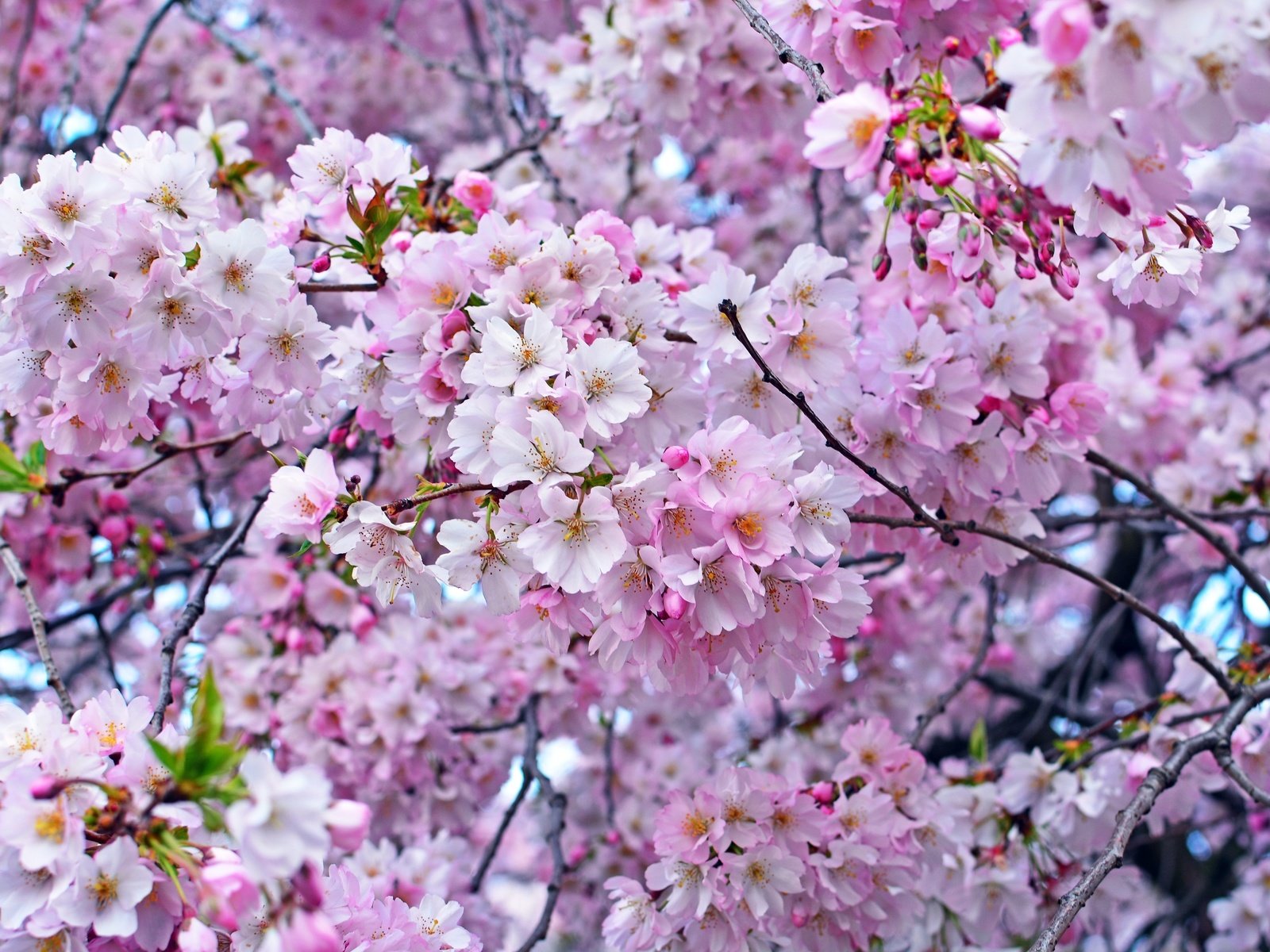 Обои дерево, весна, розовый, вишня, сакура, tree, spring, pink, cherry, sakura разрешение 3000x2000 Загрузить