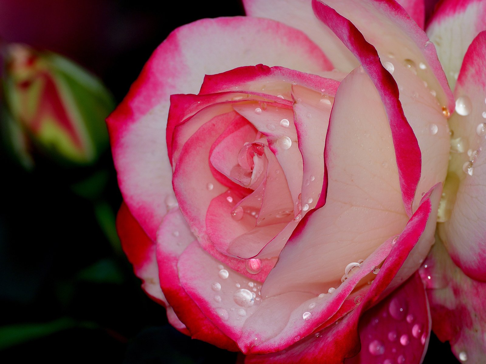Обои макро, капли, роза, лепестки, бутон, macro, drops, rose, petals, bud разрешение 4173x2291 Загрузить