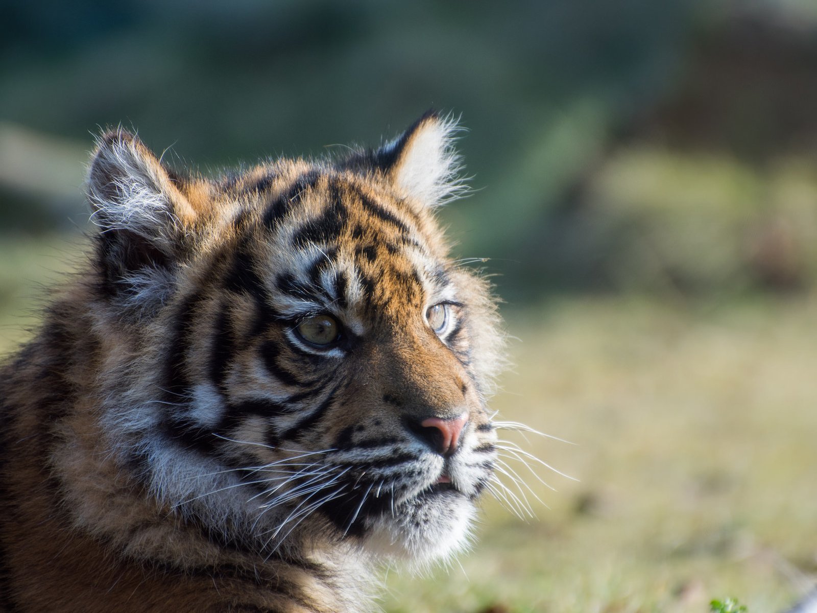 Обои тигр, взгляд, тигренок, детеныш, суматранский тигр, tiger, look, cub, sumatran tiger разрешение 2048x1365 Загрузить