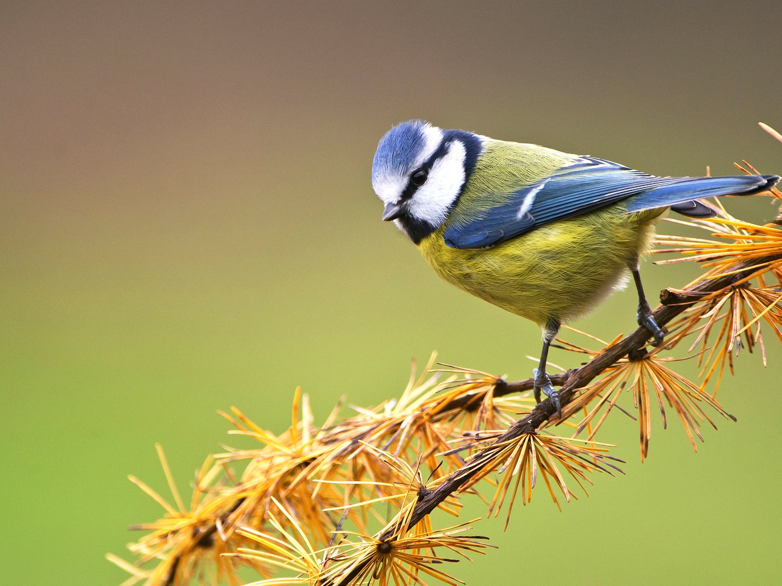 Обои ветка, птица, сосна, синица, лазоревка, branch, bird, pine, tit, blue tit разрешение 2046x1264 Загрузить