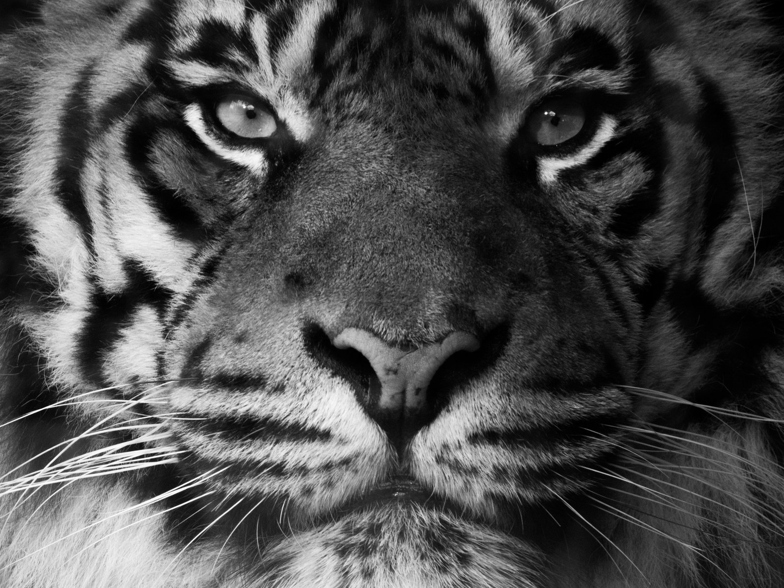 Обои тигр, морда, взгляд, хищник, суматранский тигр, tiger, face, look, predator, sumatran tiger разрешение 2048x1365 Загрузить