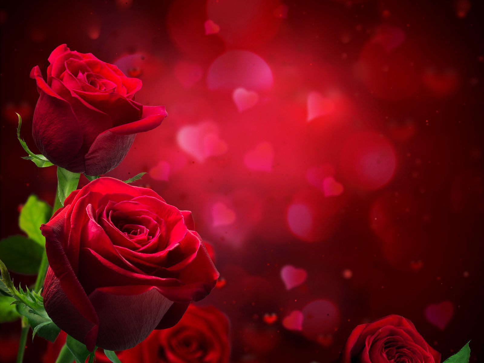 Обои цветы, крупным планом, фон, розы, лепестки, красные, блики, сердечки, размытие, flowers, closeup, background, roses, petals, red, glare, hearts, blur разрешение 6397x5586 Загрузить