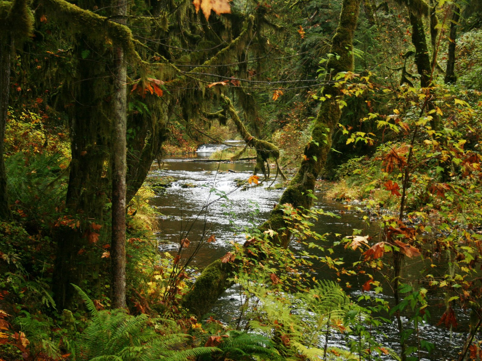 Обои деревья, парк, ручей, кусты, осень, сша, silver falls state park, trees, park, stream, the bushes, autumn, usa разрешение 2048x1365 Загрузить