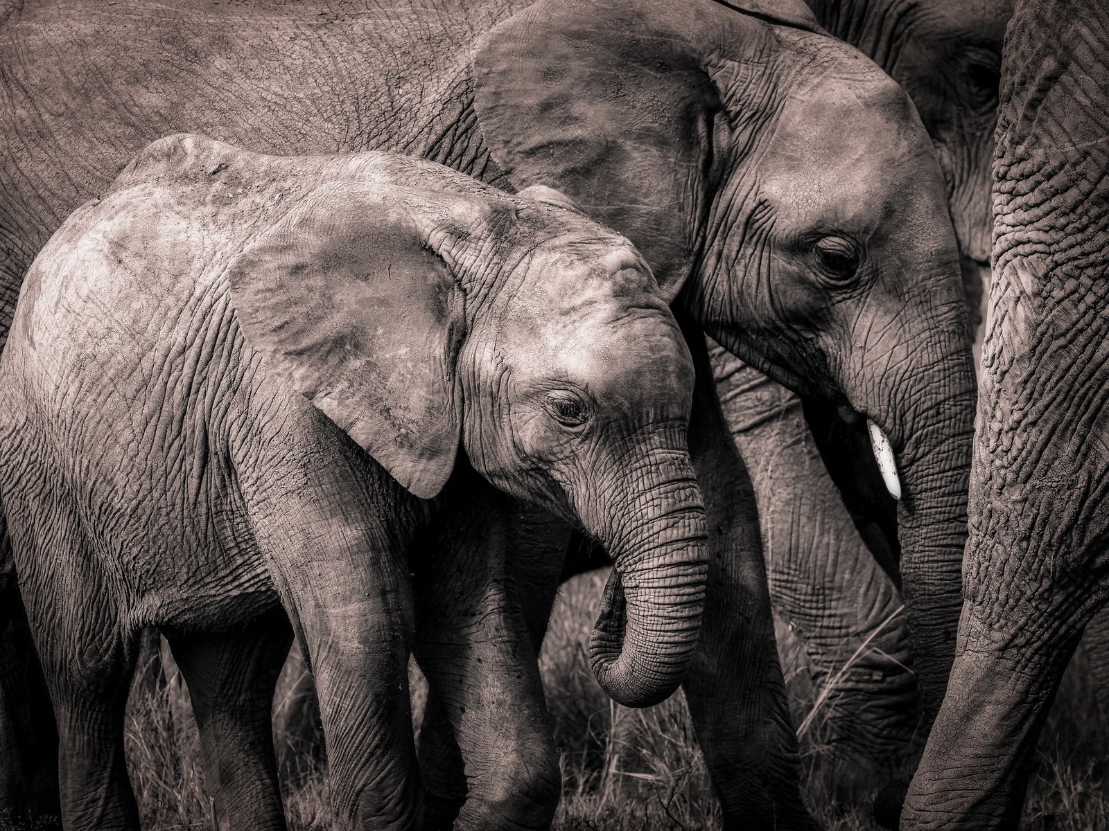 Обои природа, слон, африка, слоны, хобот, слоненок, nature, elephant, africa, elephants, trunk разрешение 2560x1707 Загрузить