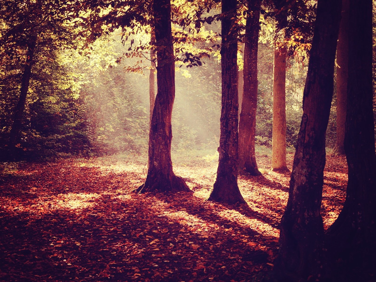 Обои деревья, лес, листья, осень, деревь, осен, солнечный свет,  листья, sunray, trees, forest, leaves, autumn, sunlight разрешение 1920x1358 Загрузить