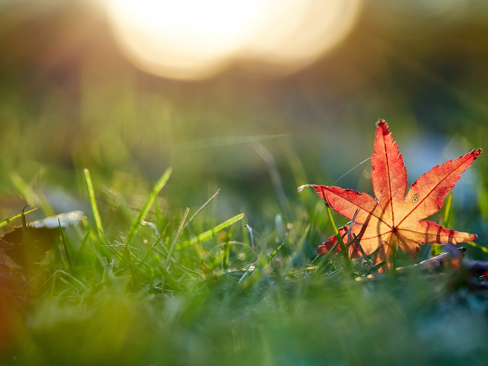 Обои трава, макро, осень, лист, mirai.takahashi, grass, macro, autumn, sheet разрешение 3840x2400 Загрузить