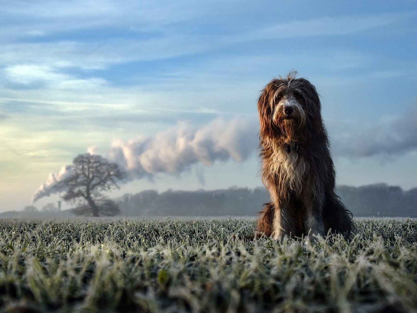 Обои природа, взгляд, собака, друг, nature, look, dog, each разрешение 2048x1365 Загрузить