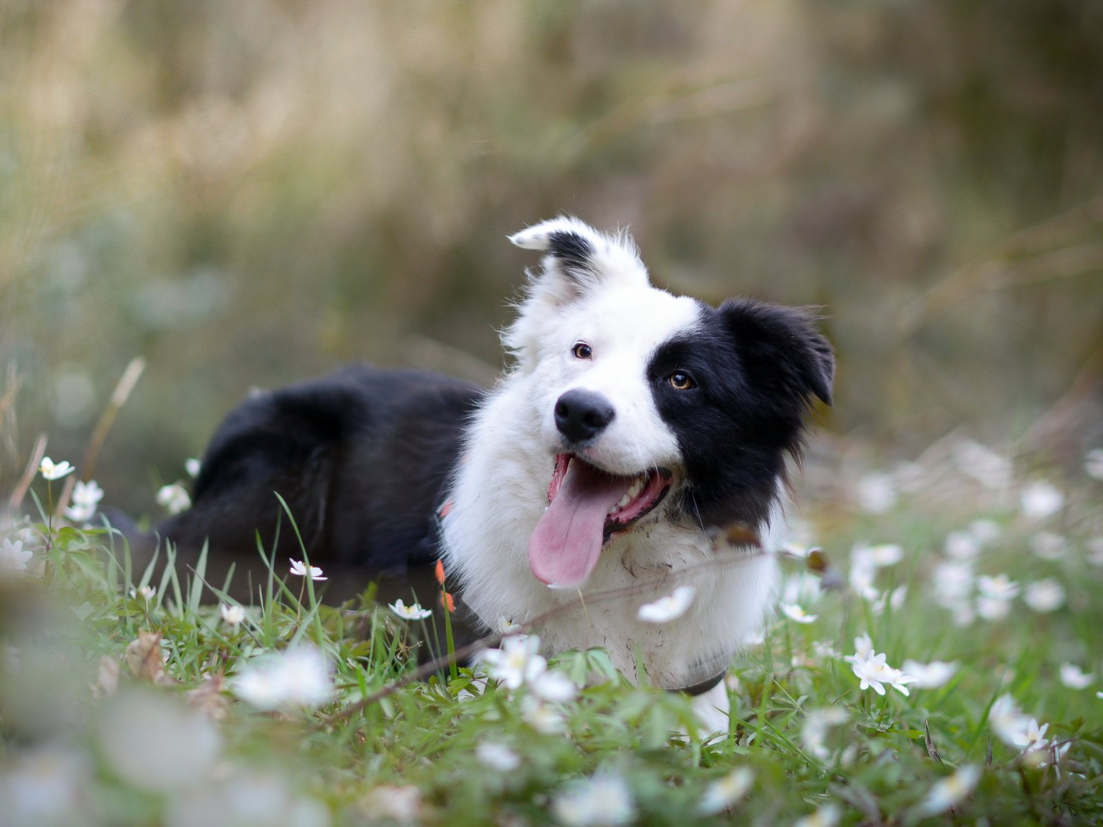 Обои взгляд, собака, друг, бордер-колли, look, dog, each, the border collie разрешение 6000x3753 Загрузить