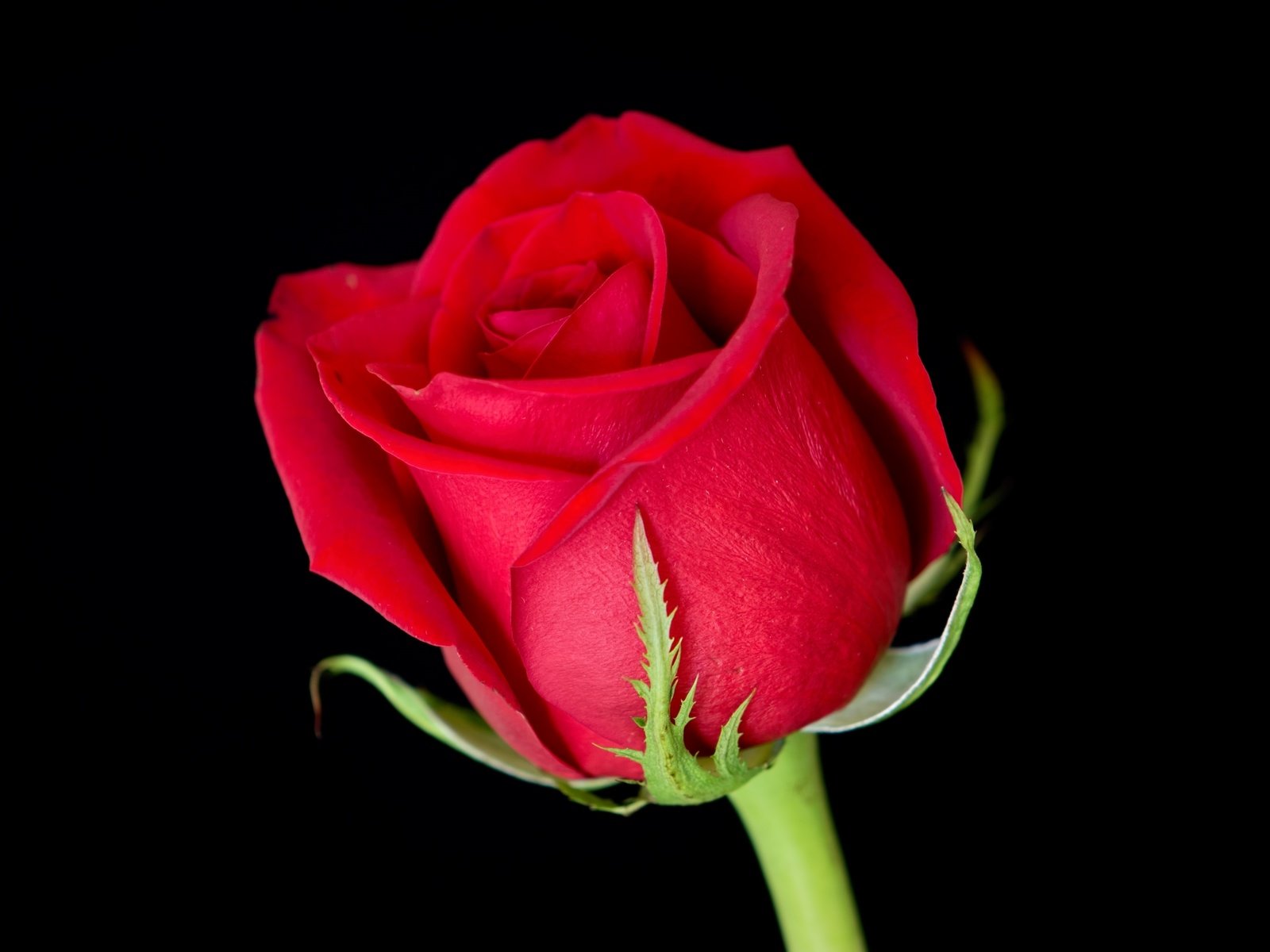 Обои цветок, роза, лепестки, красная, бутон, черный фон, красная роза, flower, rose, petals, red, bud, black background, red rose разрешение 3000x2000 Загрузить