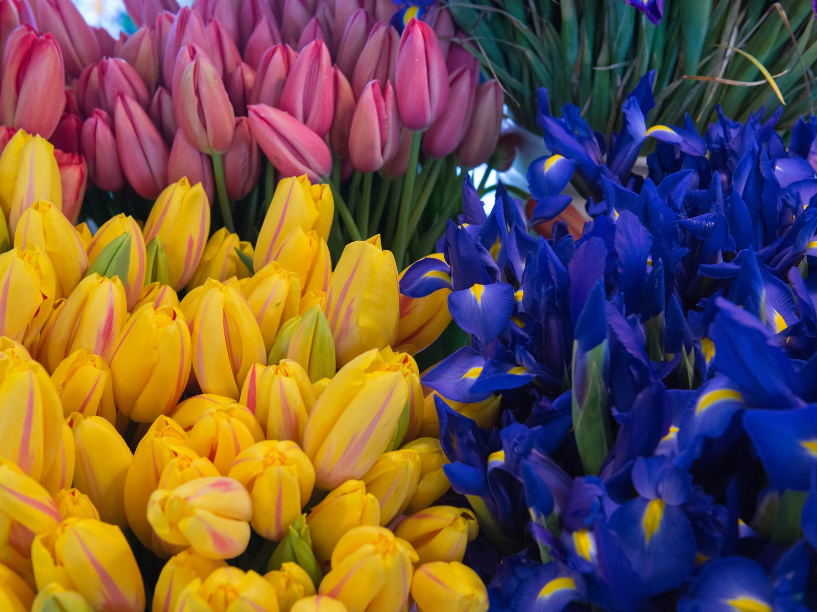 Обои цветы, тюльпаны, ирисы, flowers, tulips, irises разрешение 2048x1367 Загрузить