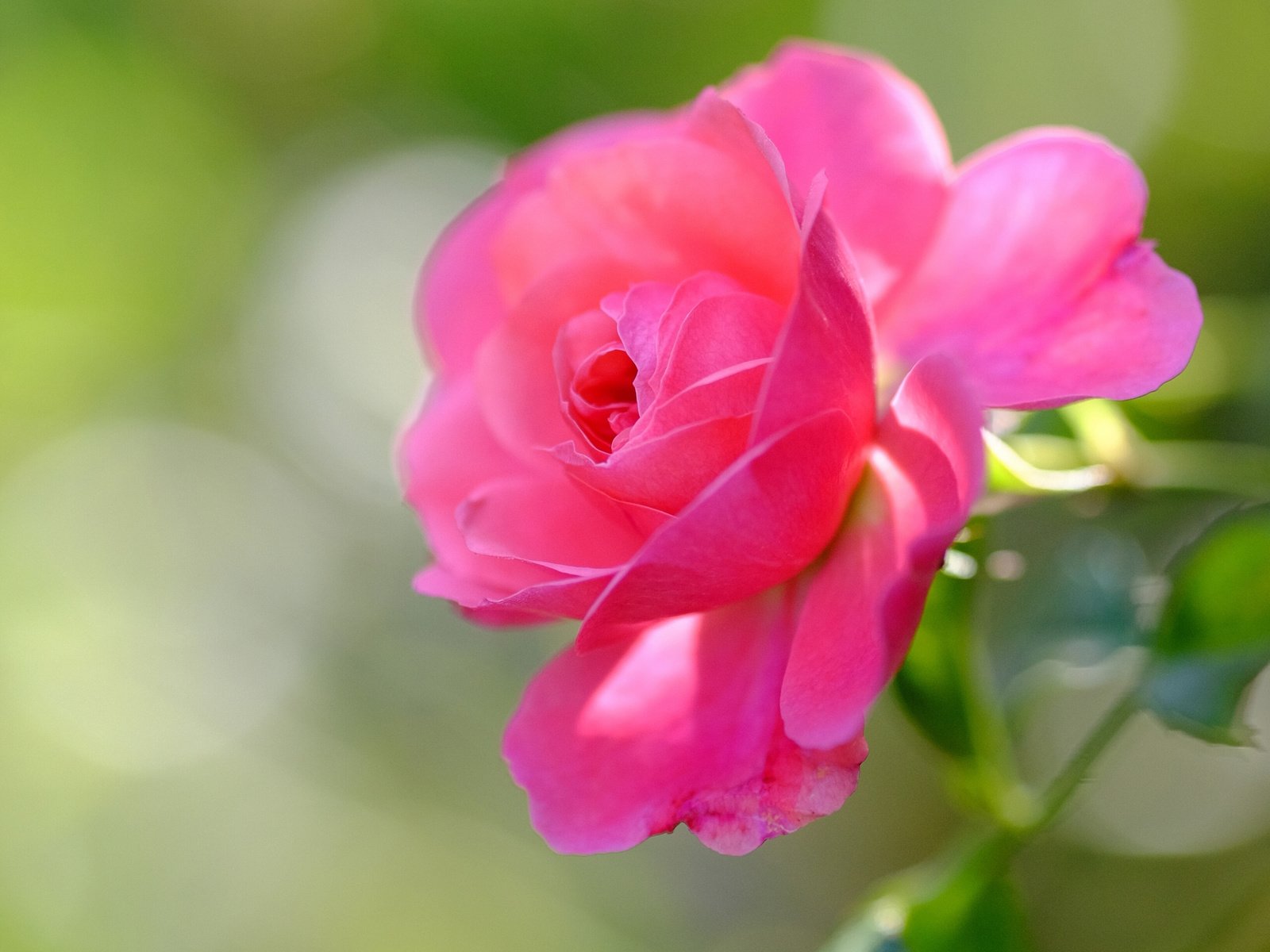 Обои макро, цветок, роза, лепестки, бутон, боке, macro, flower, rose, petals, bud, bokeh разрешение 2560x1922 Загрузить