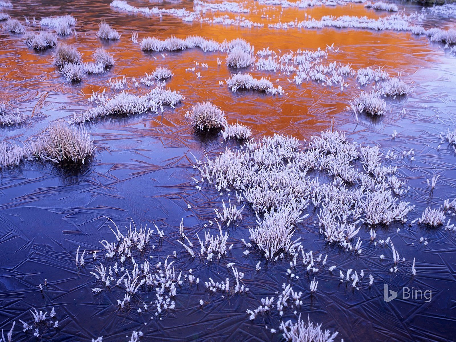 Обои природа, jerusalem national park, болото, мороз, иней, лёд, австралия, заморозки, bing, тасмания, nature, swamp, frost, ice, australia, freezing, tasmania разрешение 1920x1200 Загрузить