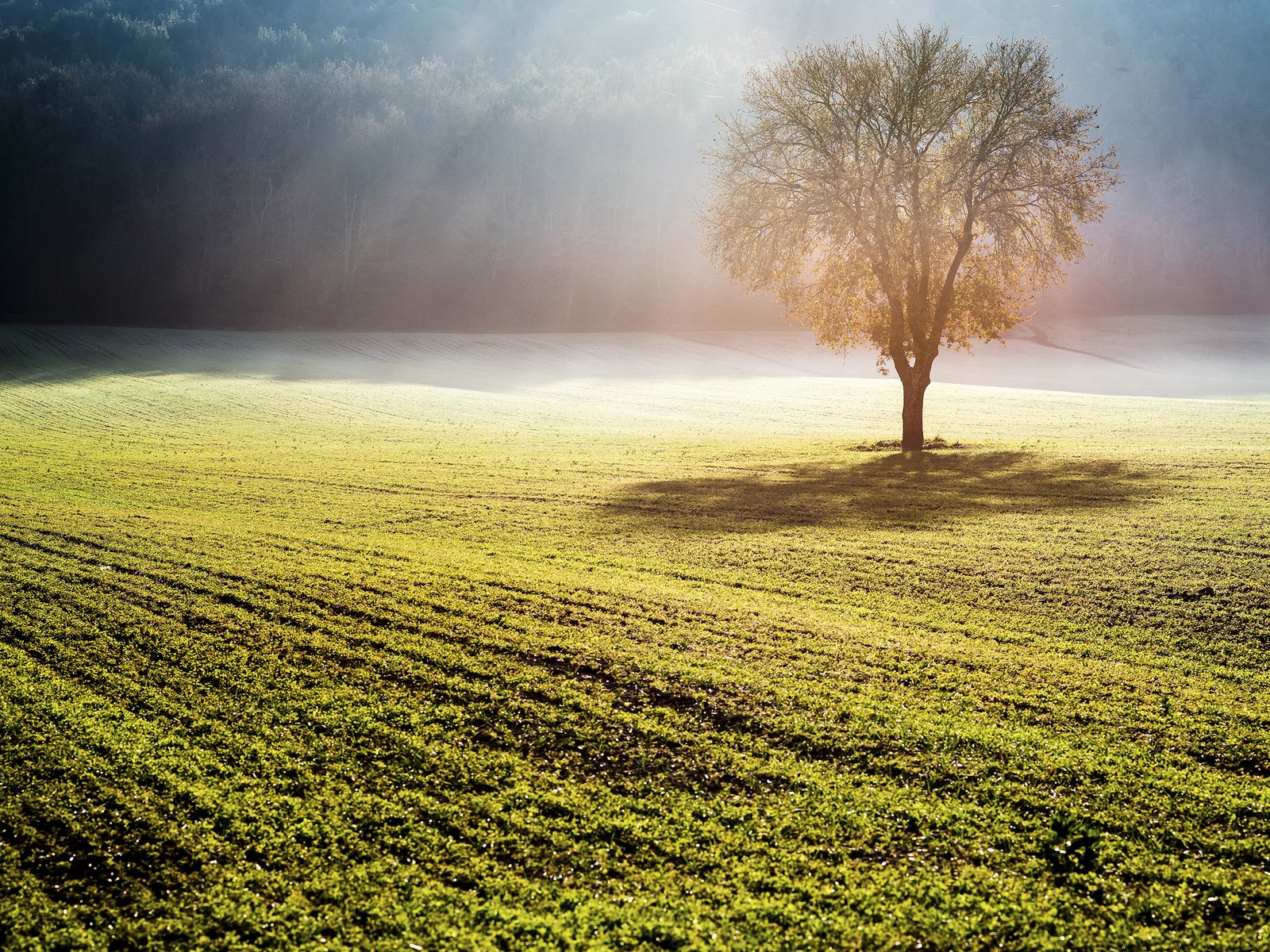 Обои природа, дерево, туман, поле, солнечные лучи, nature, tree, fog, field, the sun's rays разрешение 2880x1800 Загрузить