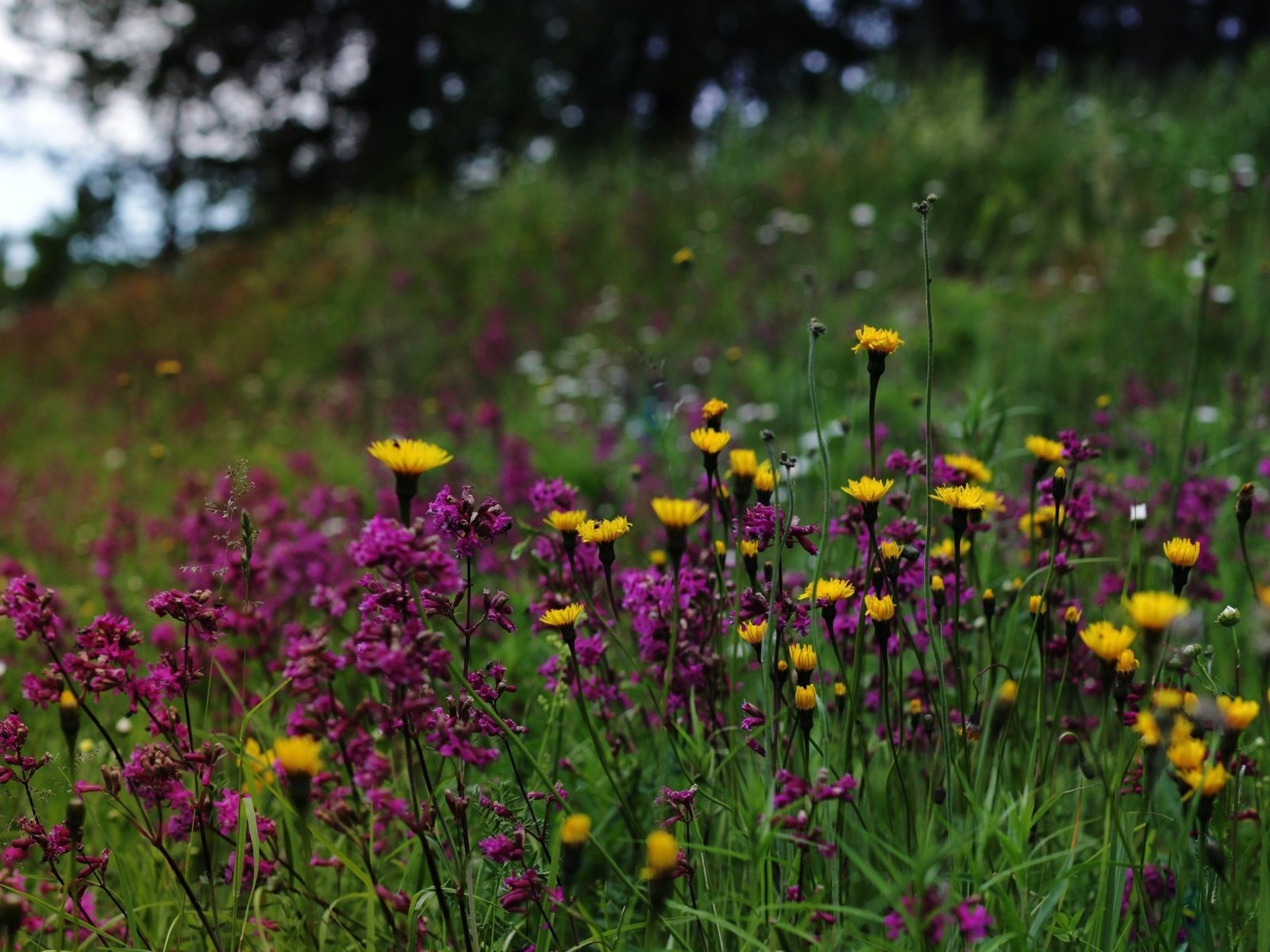 Обои природа, полевые цветы, финляндия, nature, wildflowers, finland разрешение 2700x1618 Загрузить