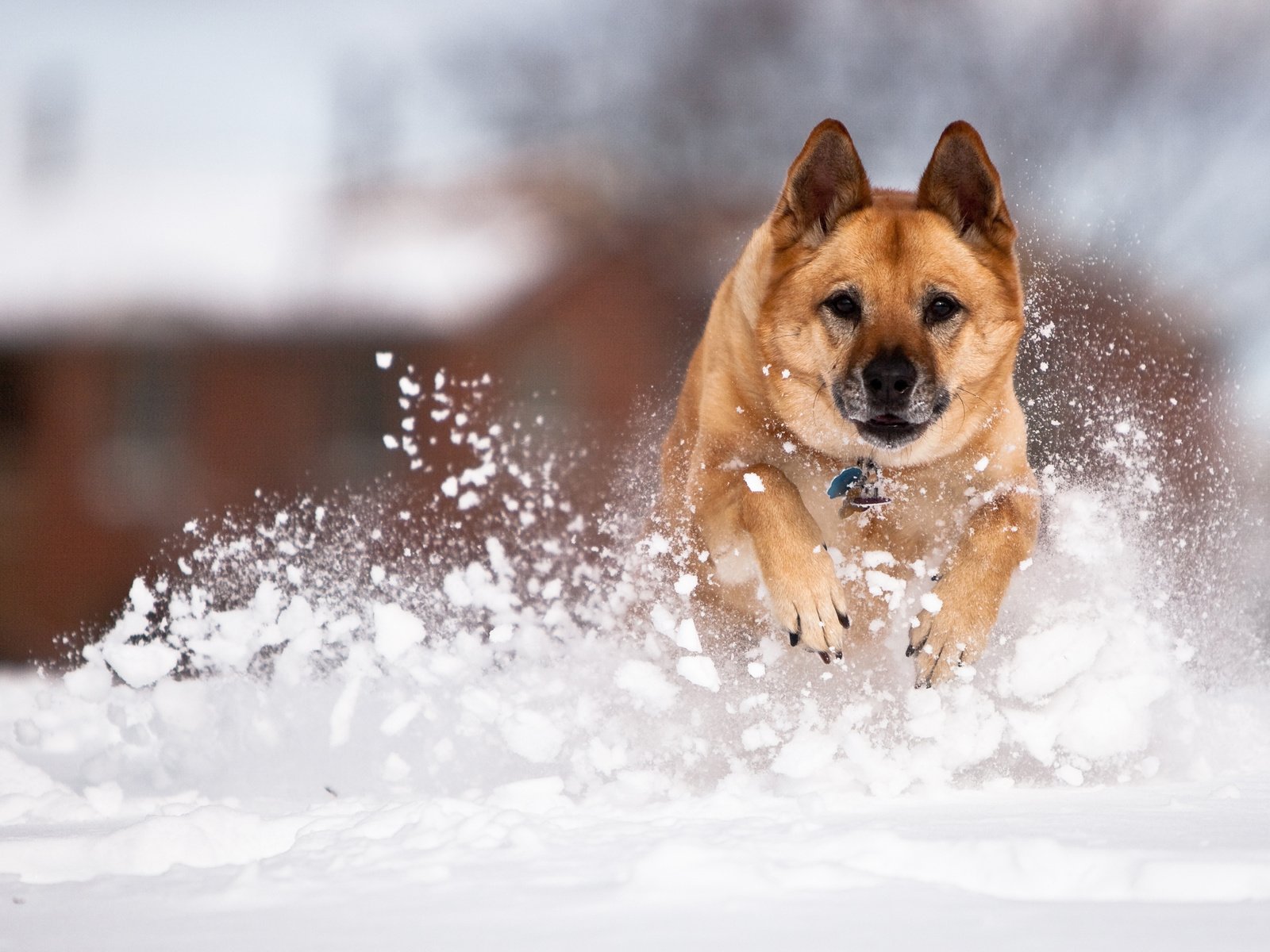 Обои снег, собака, немецкая овчарка, fpat, snow, dog, german shepherd разрешение 3840x2400 Загрузить