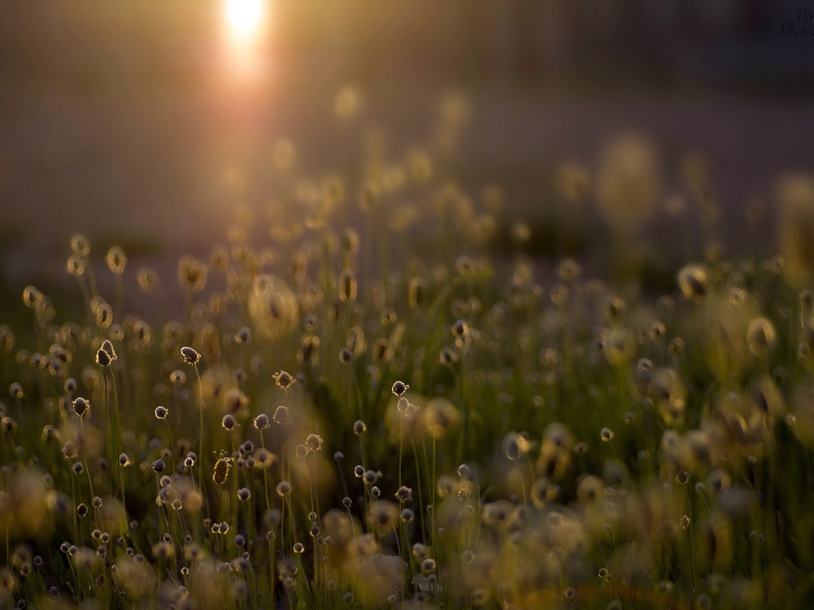 Обои свет, трава, природа, растения, поле, light, grass, nature, plants, field разрешение 4912x3264 Загрузить