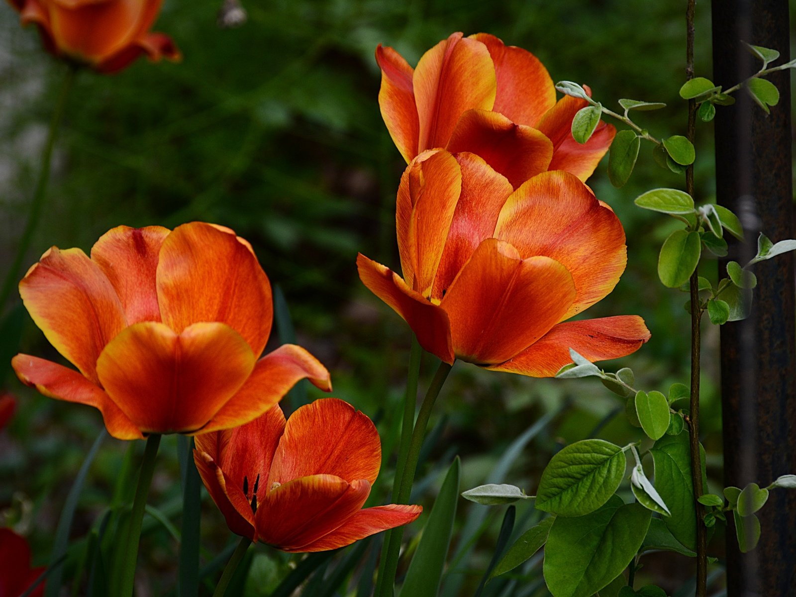 Обои весна, тюльпаны, апельсин, оранжевые, тульпаны, весенние, spring, tulips, orange разрешение 2880x1920 Загрузить